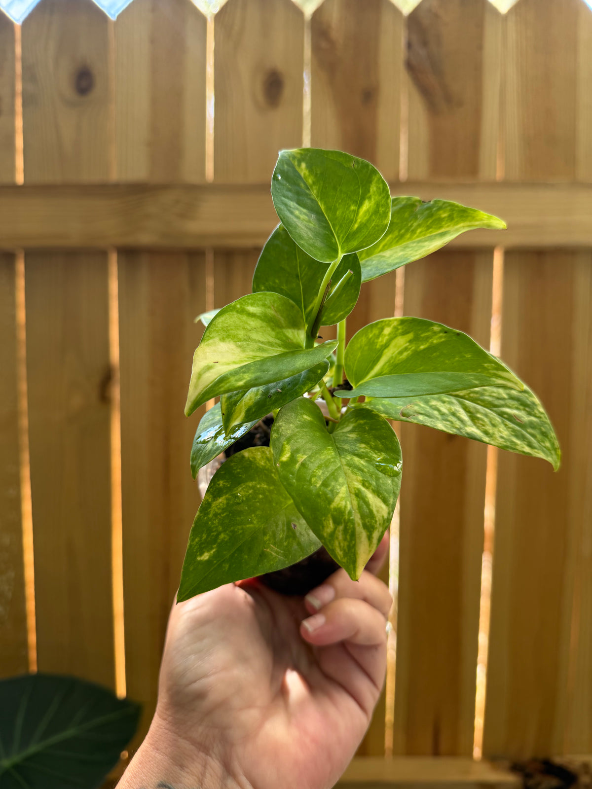 Epipremnum aureum ‘Hawaiian’ | 3" Pot
