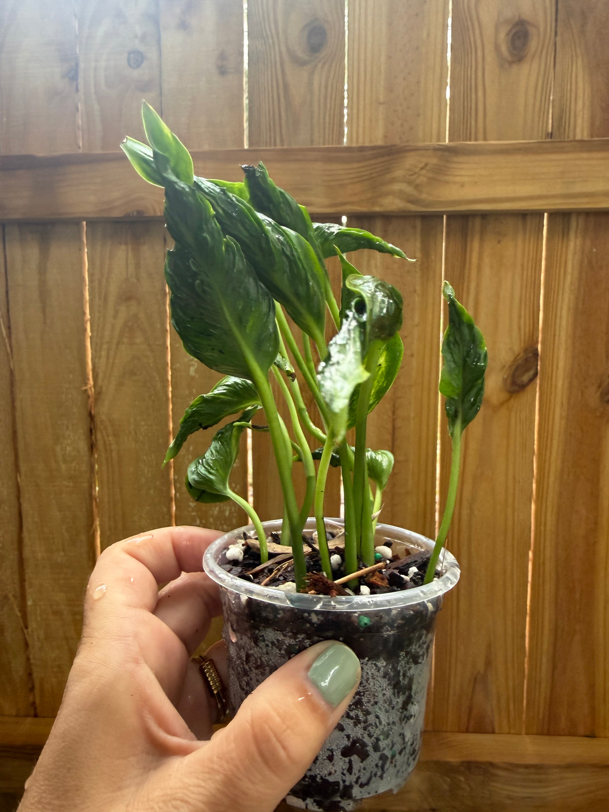 Epipremnum aureum ‘Shangri-La’ | 3" Pot