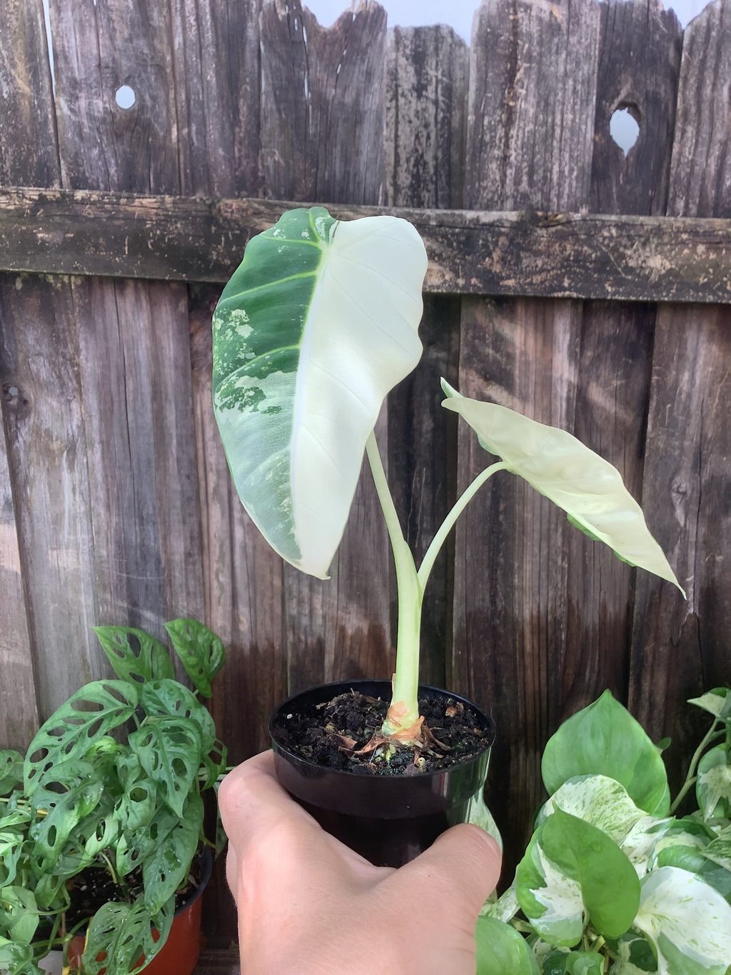 Alocasia 'Variegated Frydek' | 3" Pot