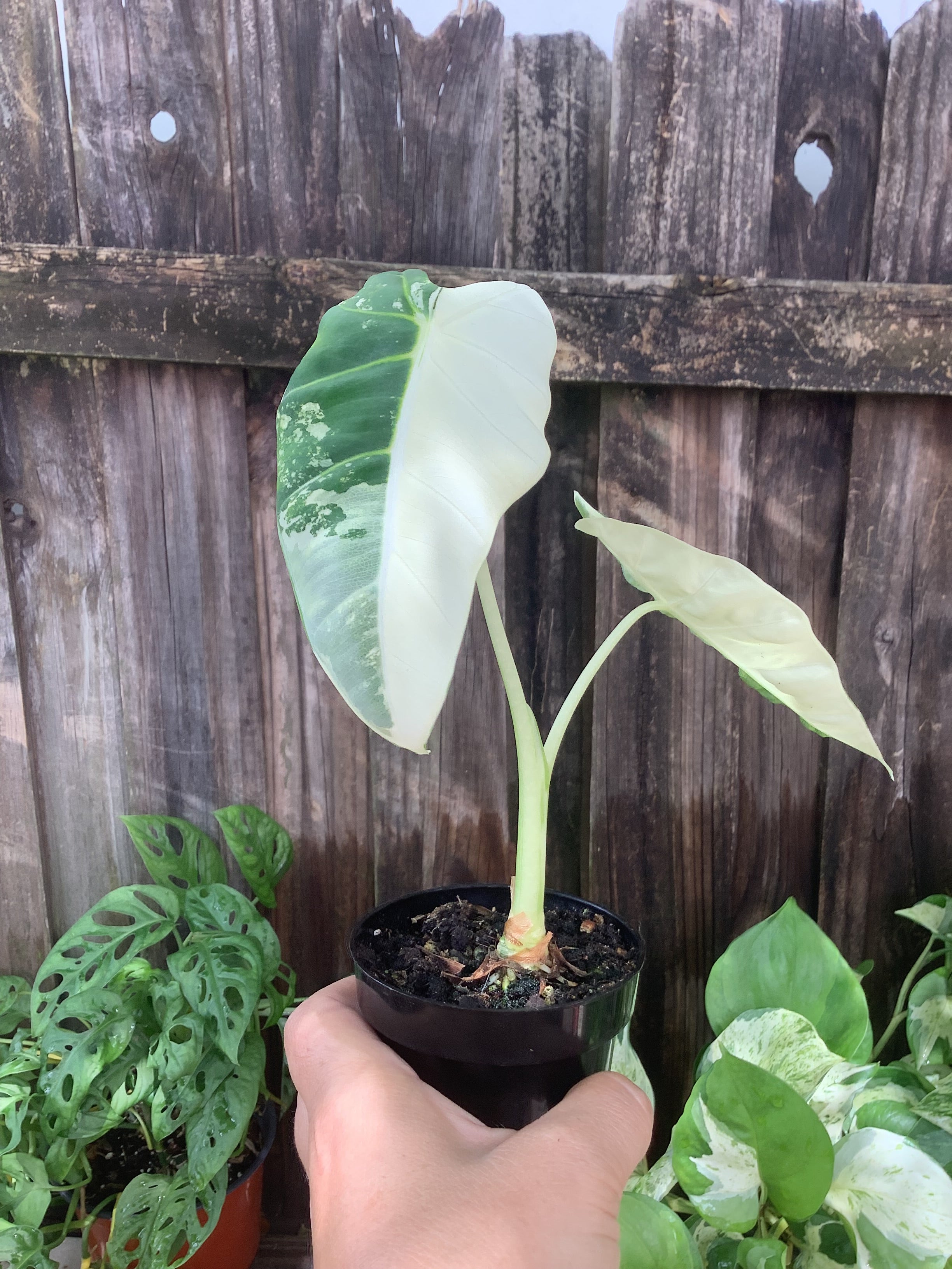 Alocasia 'Variegated Frydek' | 3" Pot