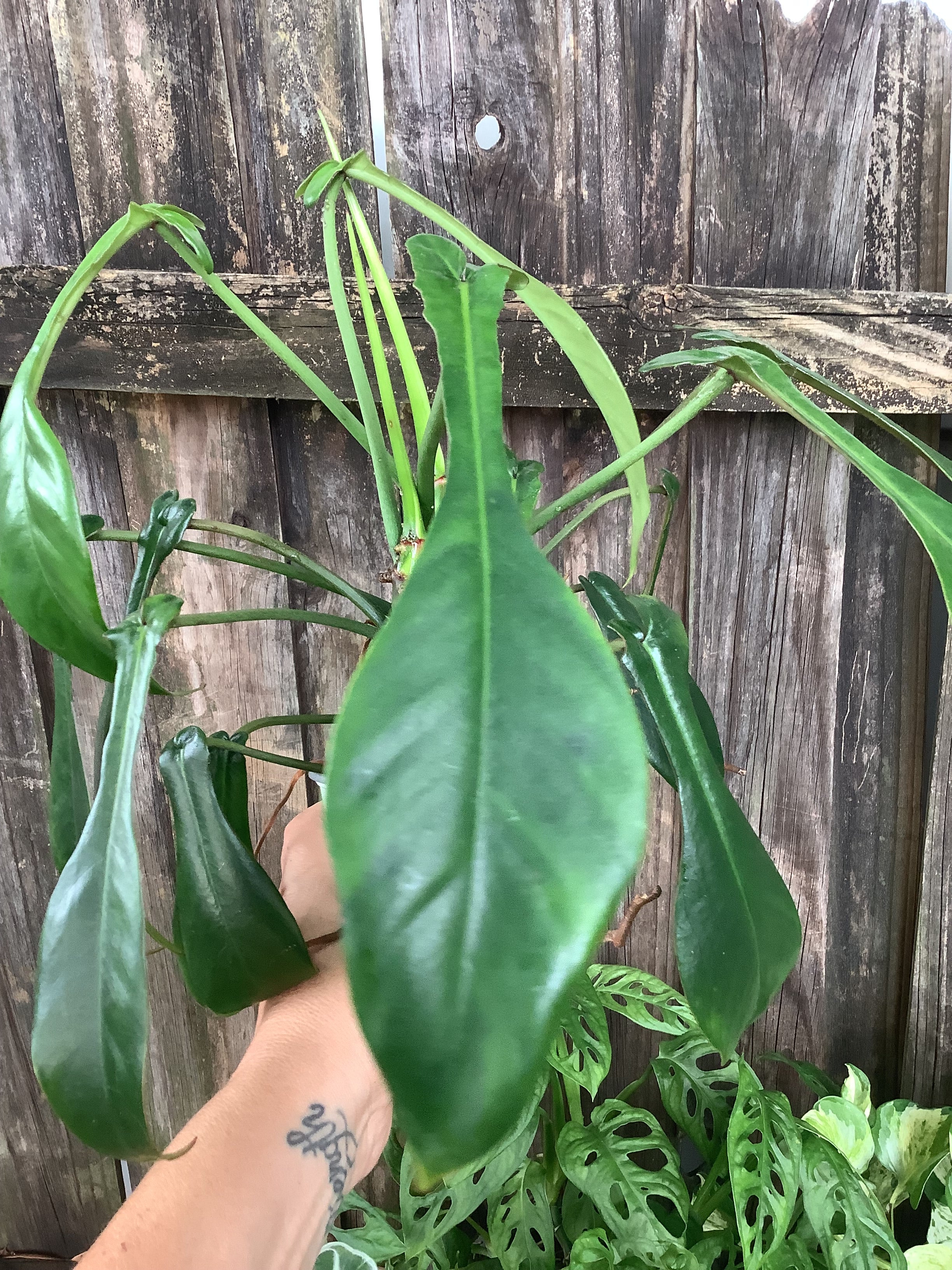 Philodendron 'Joepii' | 4" Pot