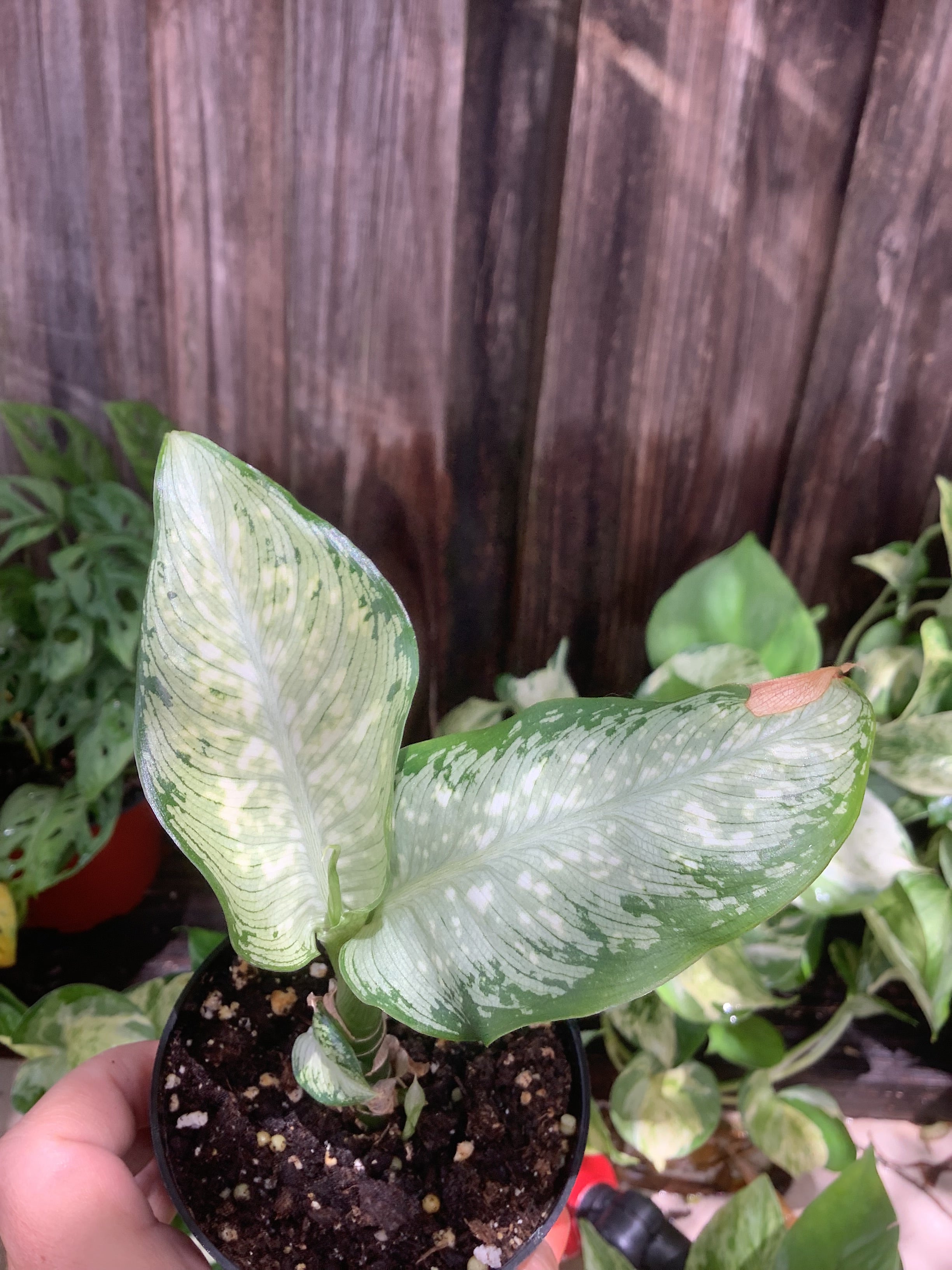 Aglaonema 'Silver Bay' | 3" Pot