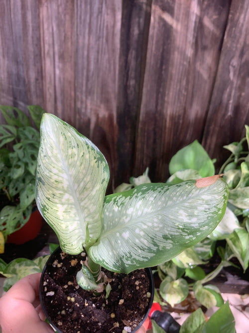 Aglaonema 'Silver Bay' | 3" Pot