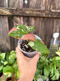 Syngonium ‘Red Spot Tricolor’ | 4" Pot