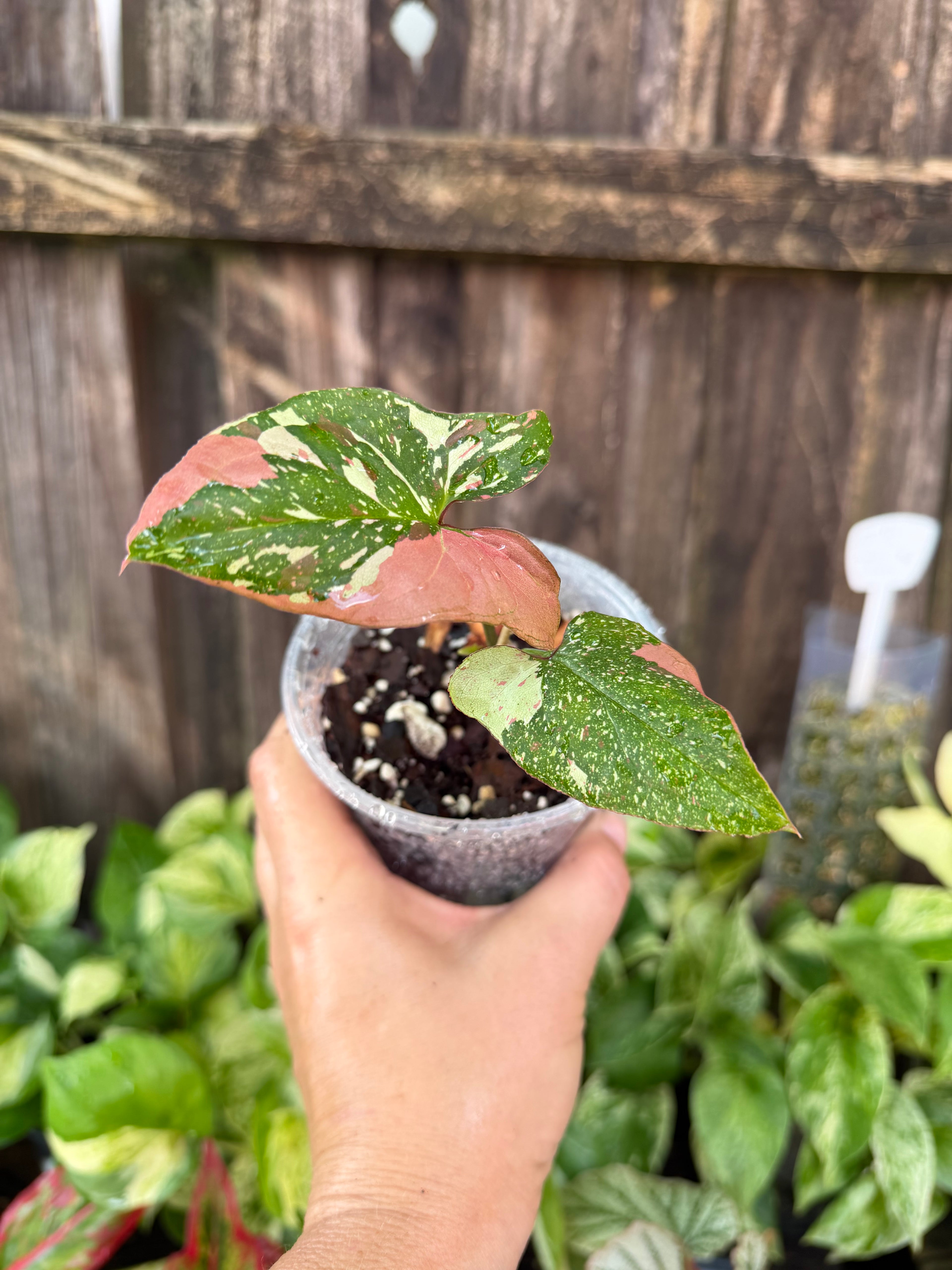 Syngonium ‘Red Spot Tricolor’ | 4" Pot