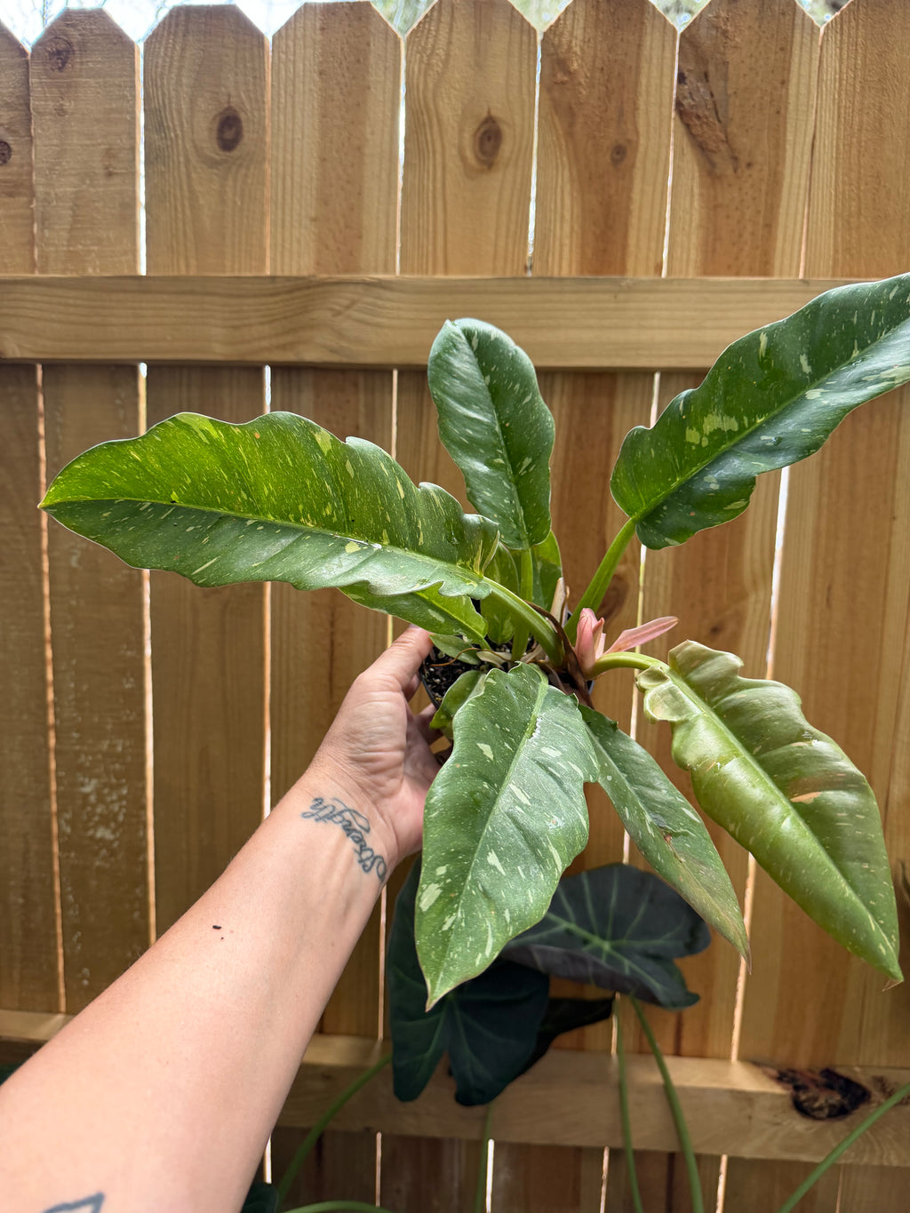 Philodendron ‘Ring of Fire’ | 4” Pot