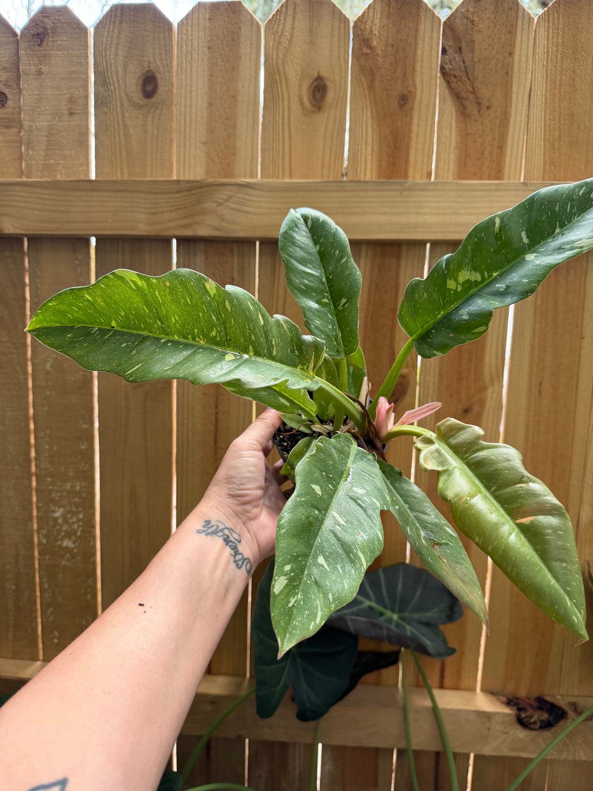 Philodendron ‘Ring of Fire’ | 4” Pot