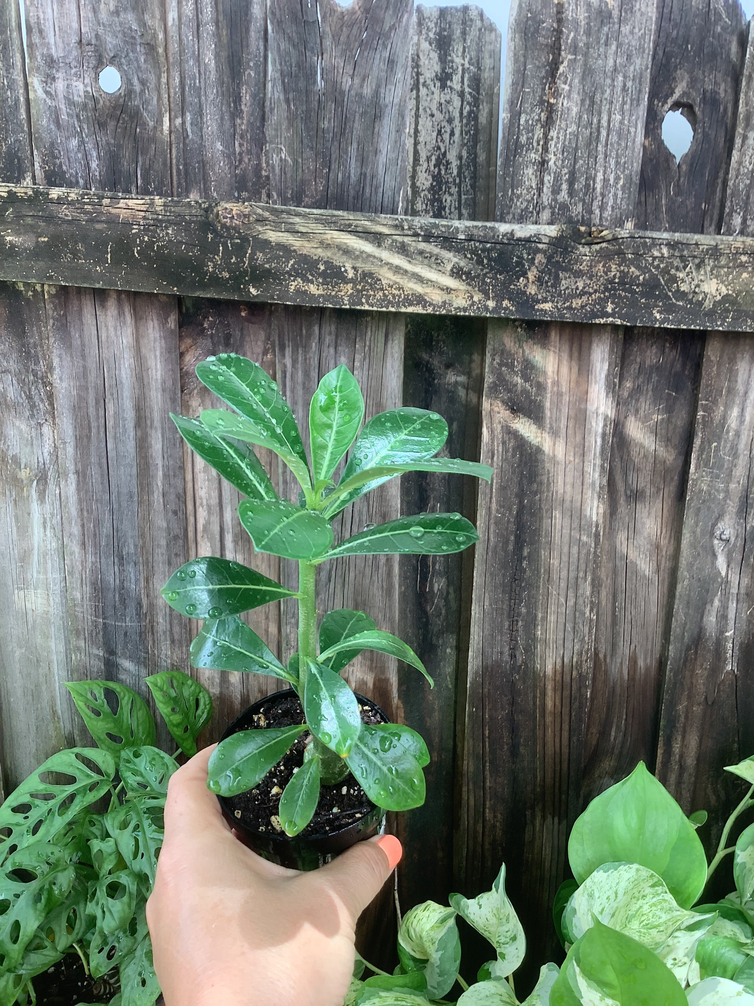 Desert Rose (Adenium obesum) | 3" Pot