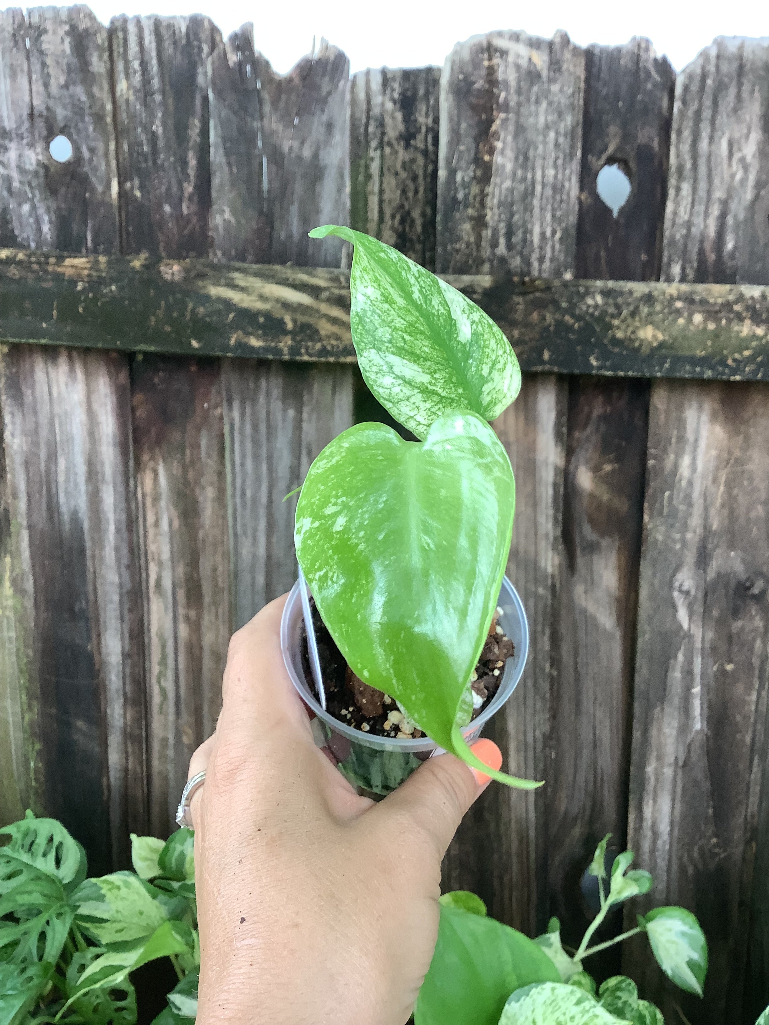 Monstera 'White Monster' | 3" Pot