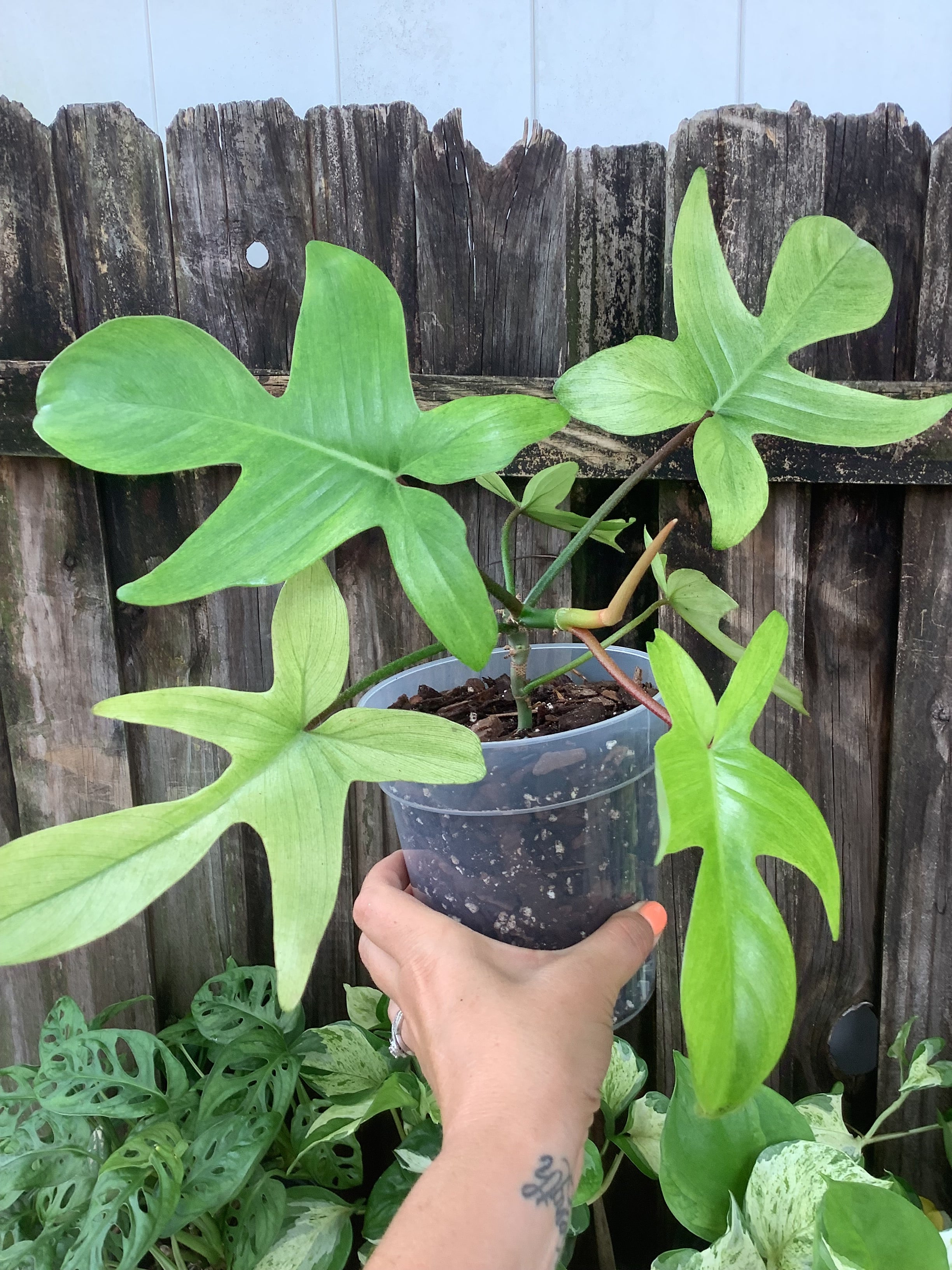 Philodendron 'Florida Ghost' | 5" Pot