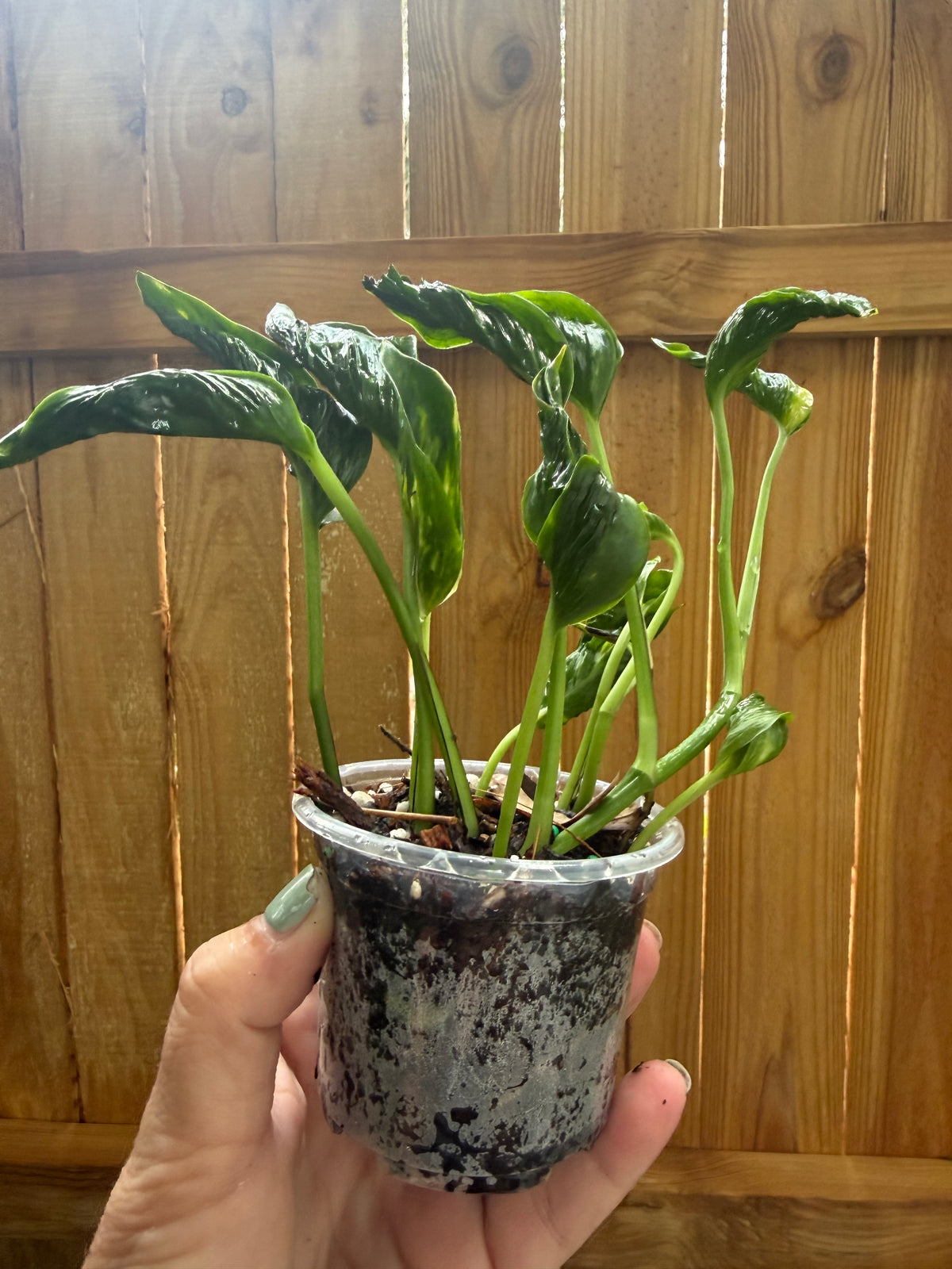 Epipremnum aureum ‘Shangri-La’ | 3" Pot