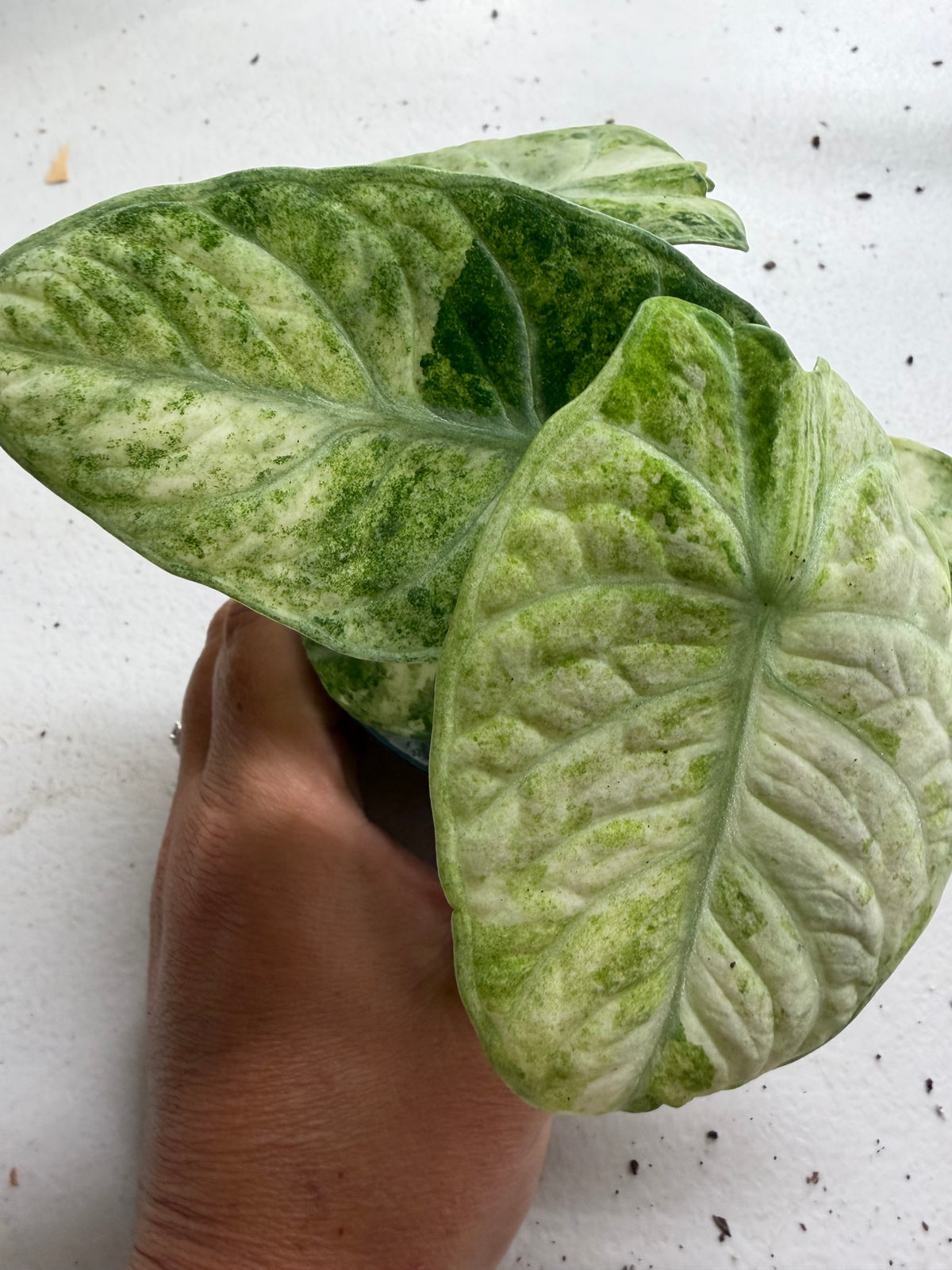 Alocasia ‘Ninja Tricolor’ | 4” Pot