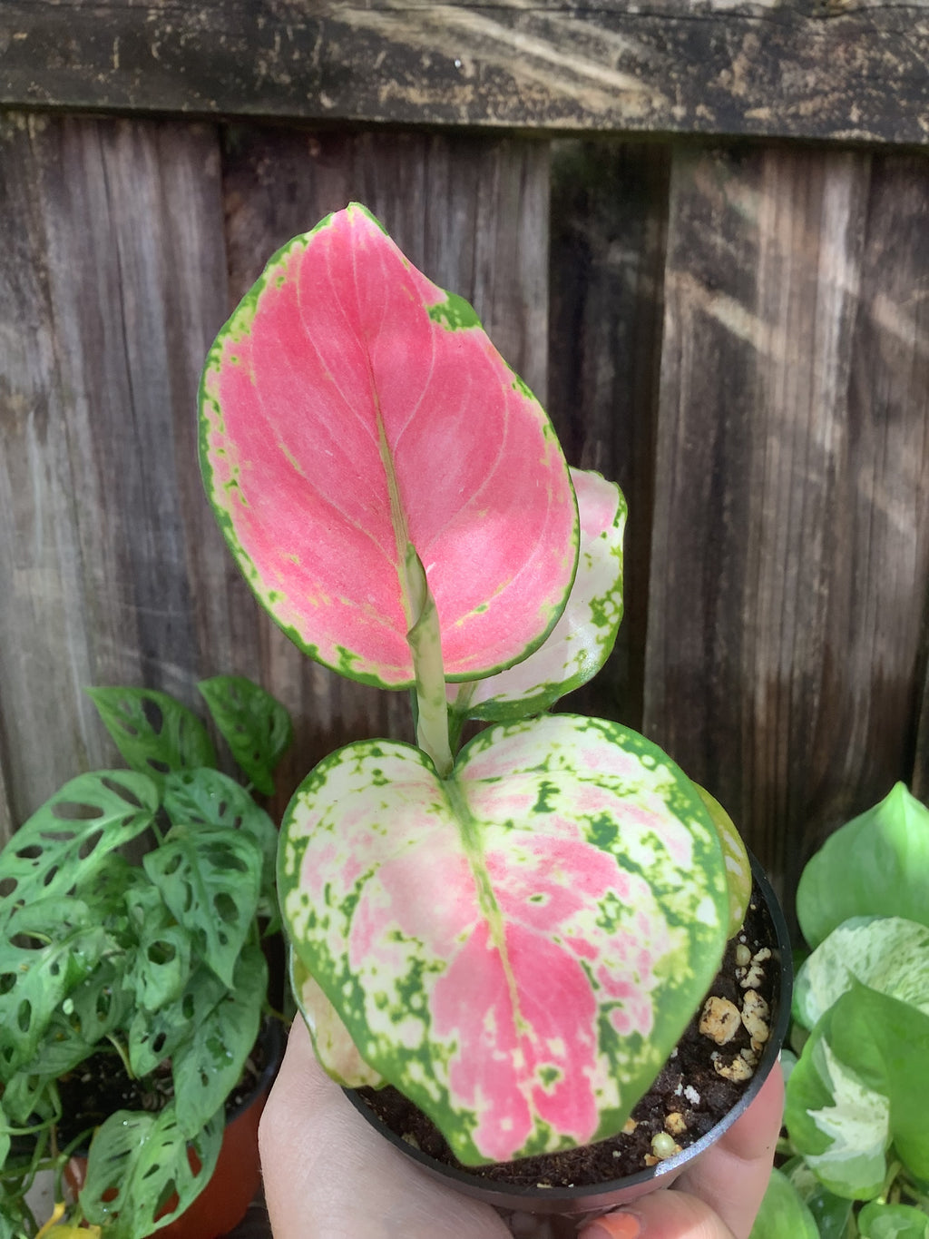 Aglaonema 'Red Zircon' | 3" Pot