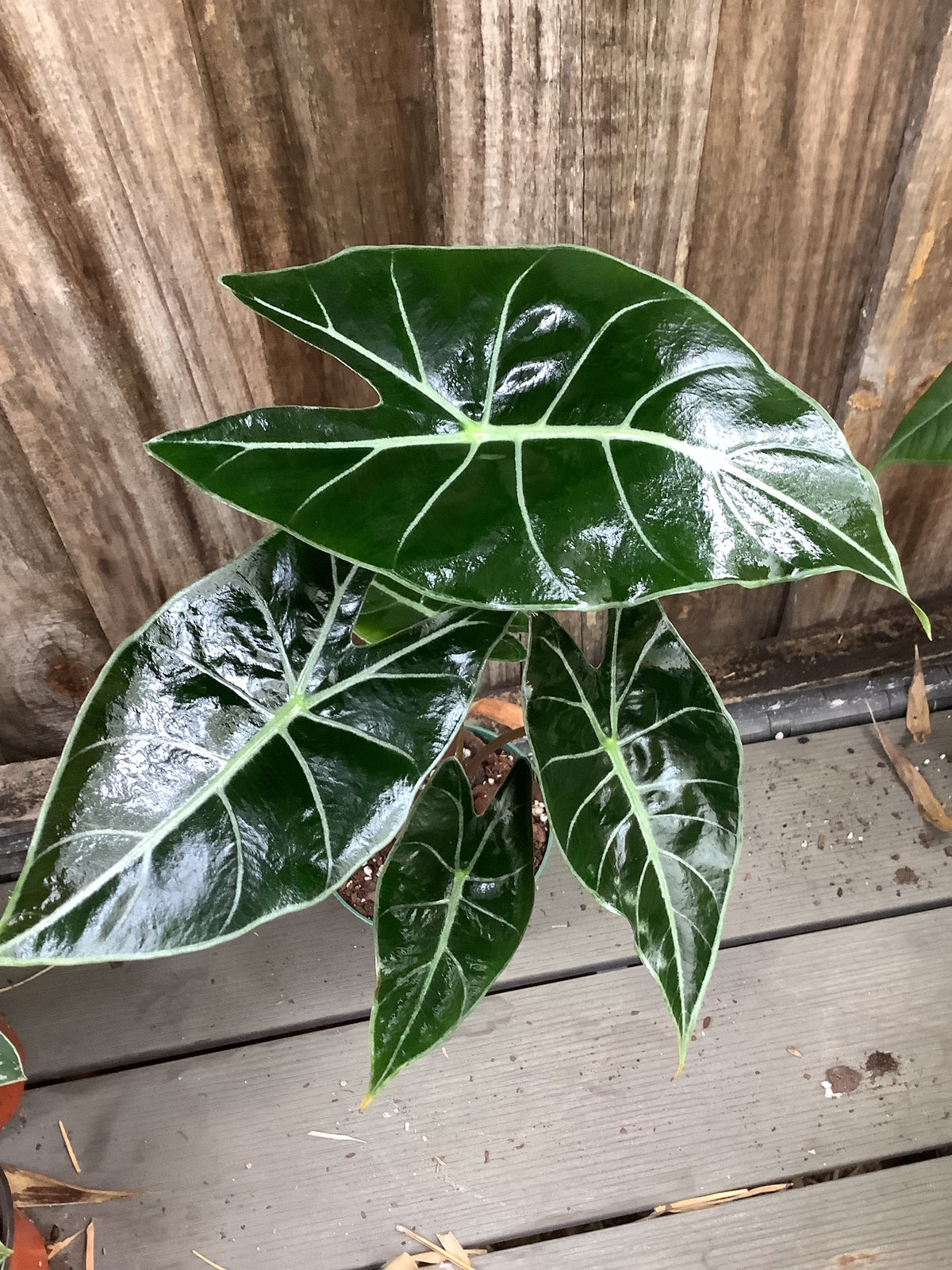 Alocasia 'Dragon's Tooth' | 4" Pot