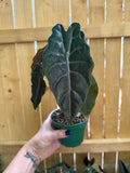 Alocasia Chantrieri (metallica × sanderiana) | 4" Pot