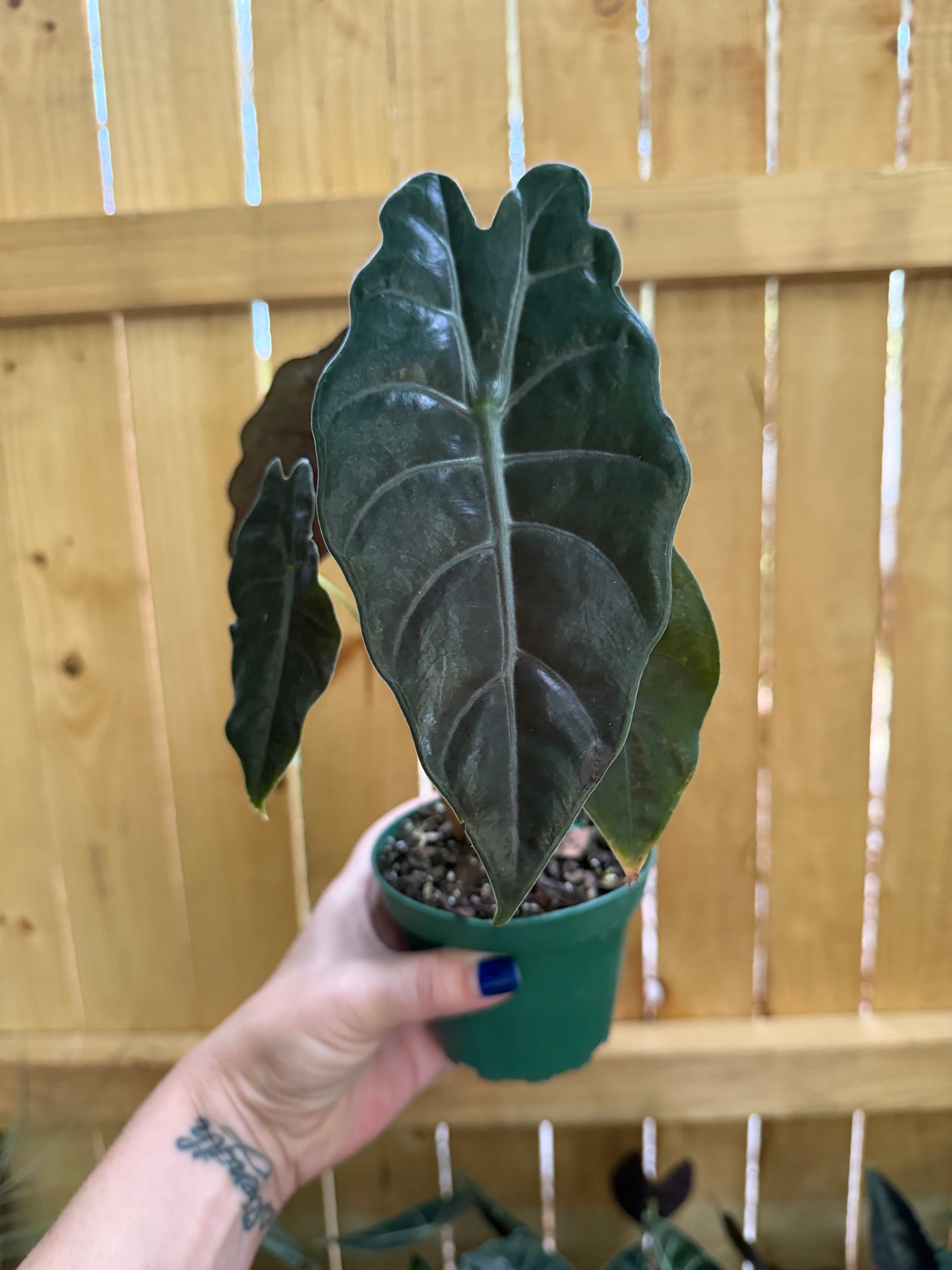 Alocasia Chantrieri (metallica × sanderiana) | 4" Pot