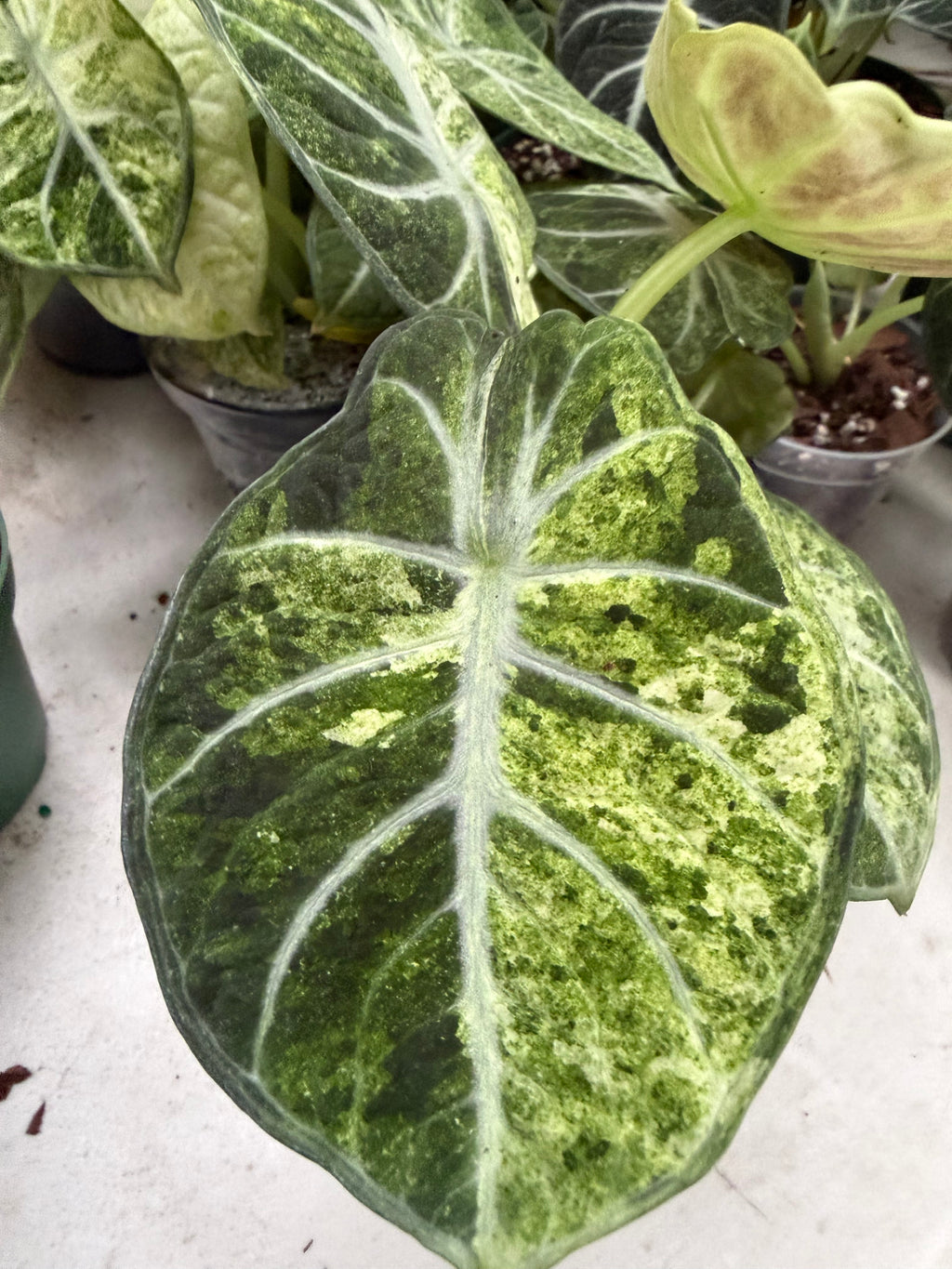 Alocasia ‘Ninja Tricolor’ | 4” Pot