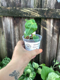 Anthurium ‘Black Velvet’ | 3” Pot