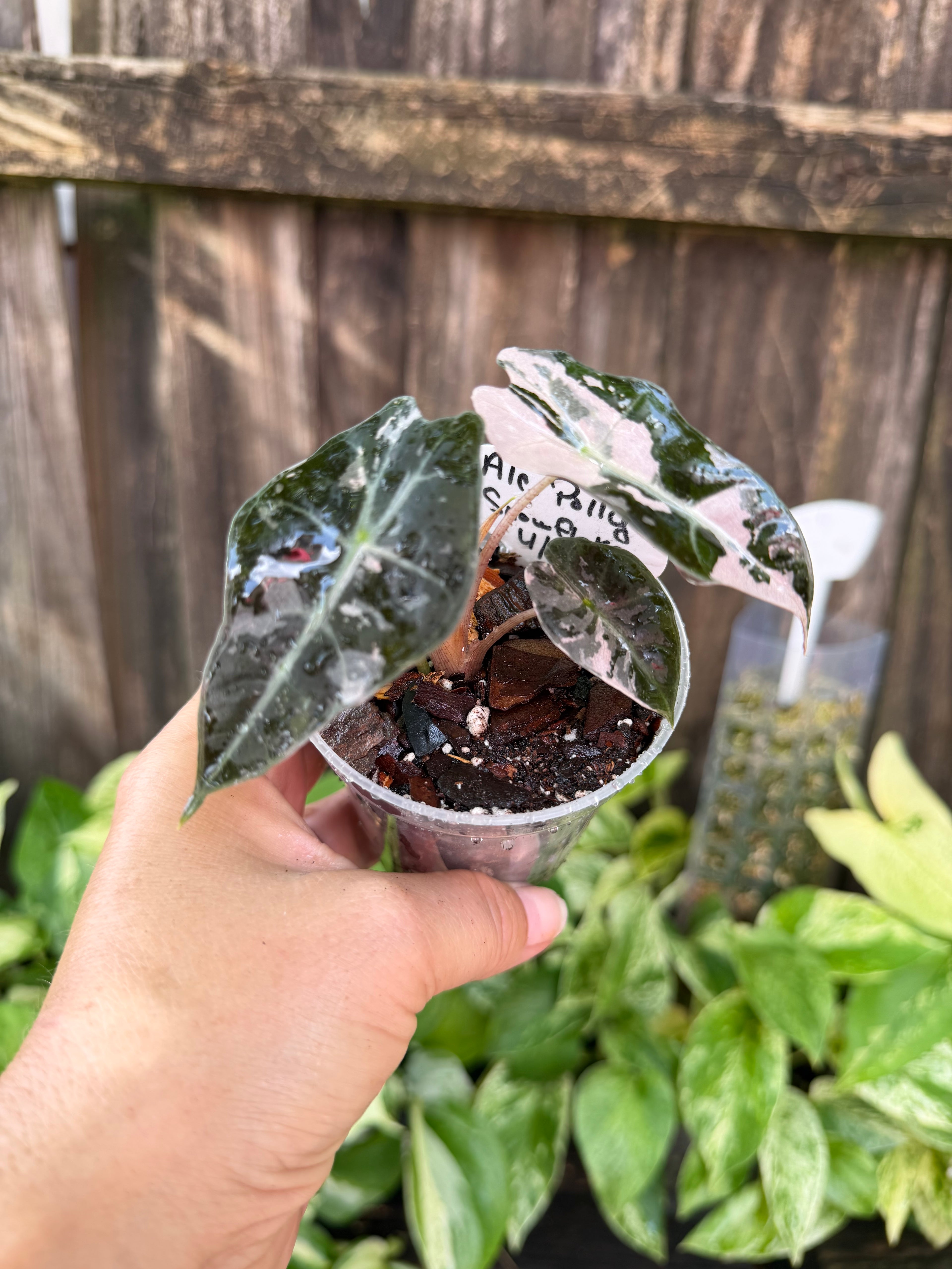 Alocasia 'Polly Snowflake' | 3" Pot