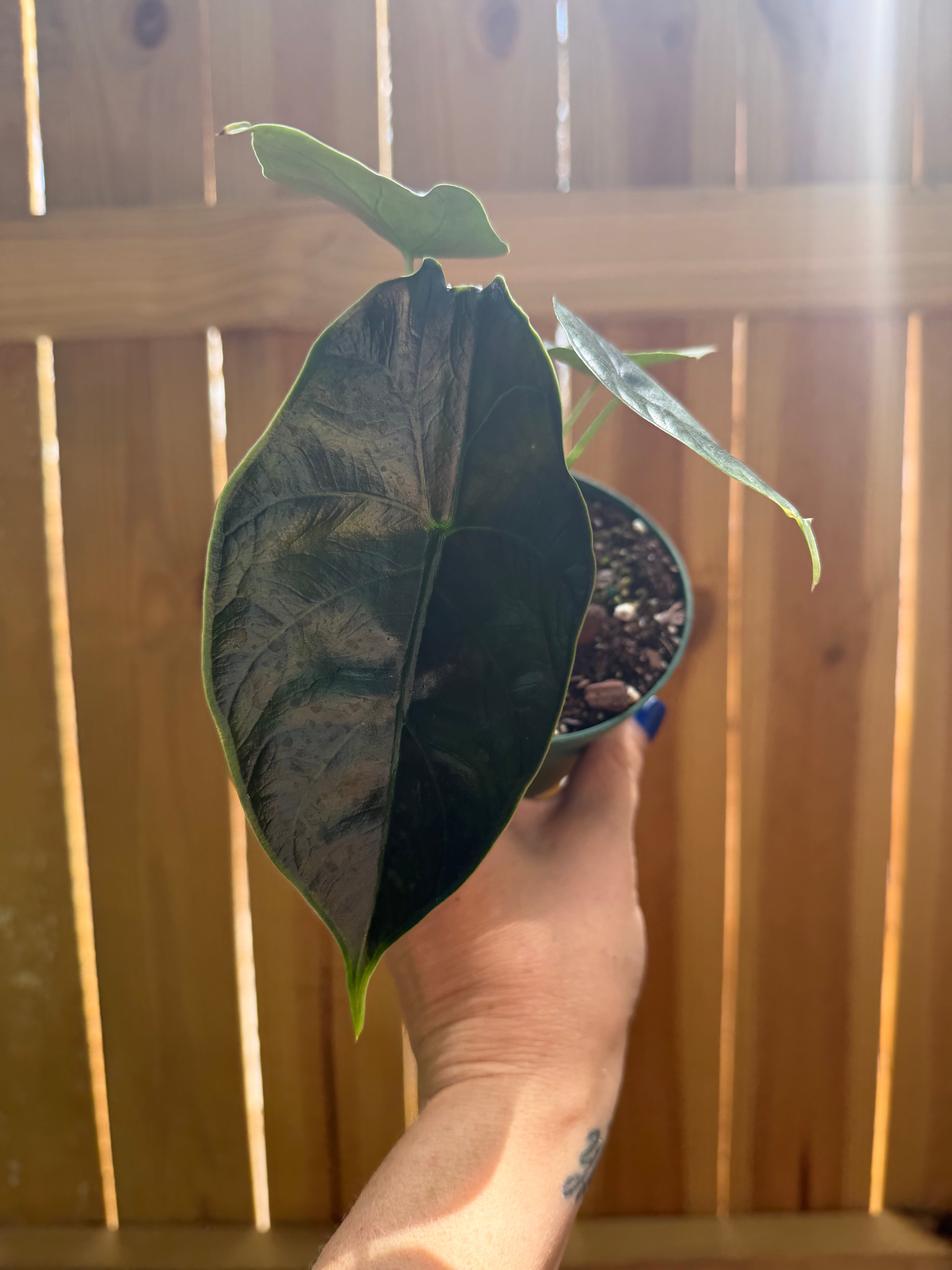 Alocasia ‘Green Unicorn’ | 4" Pot