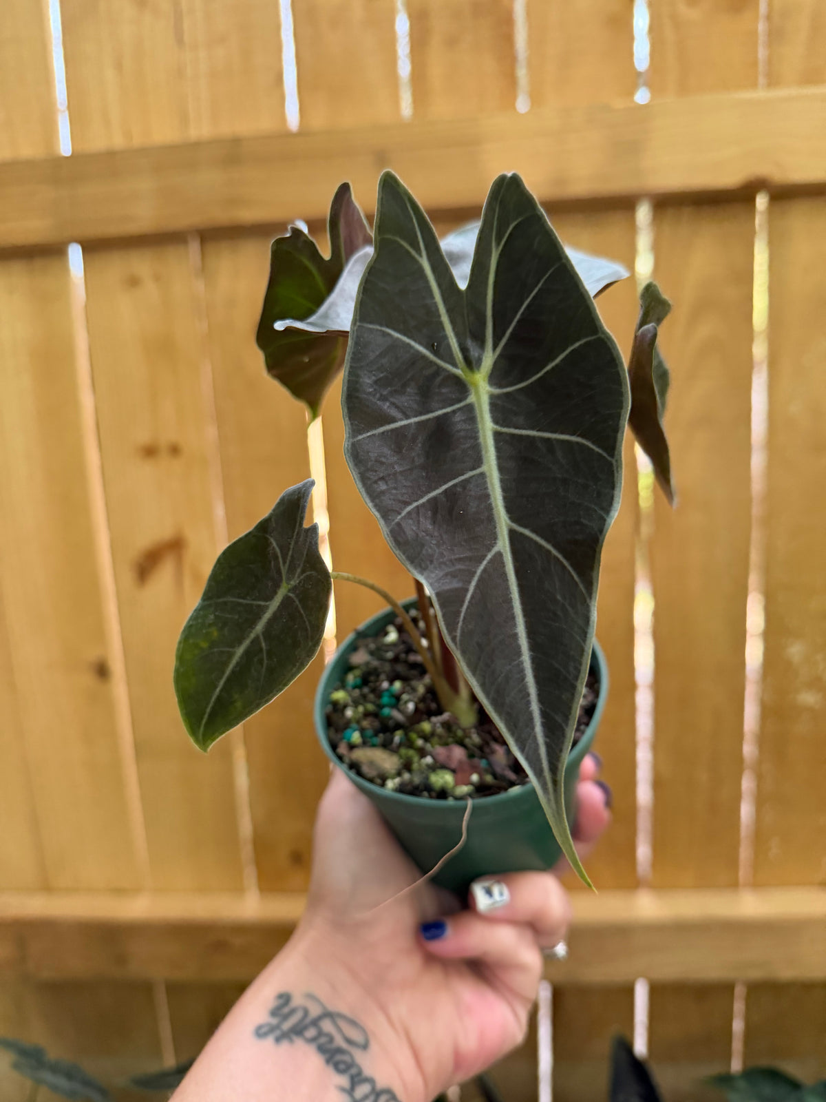 Alocasia 'Dragon's Tooth' | 4" Pot