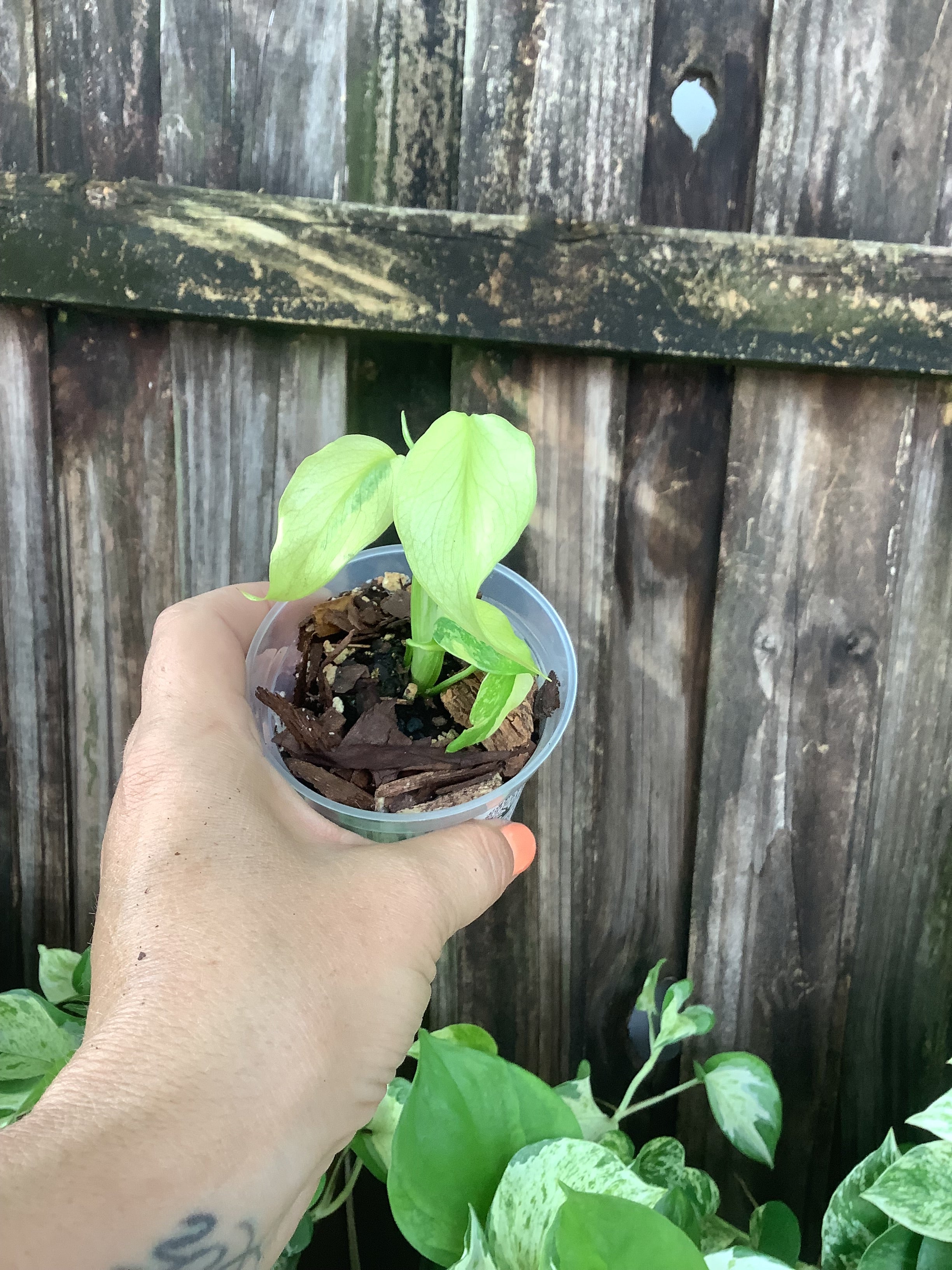 Monstera ‘Electrolyte’ | 3” Pot