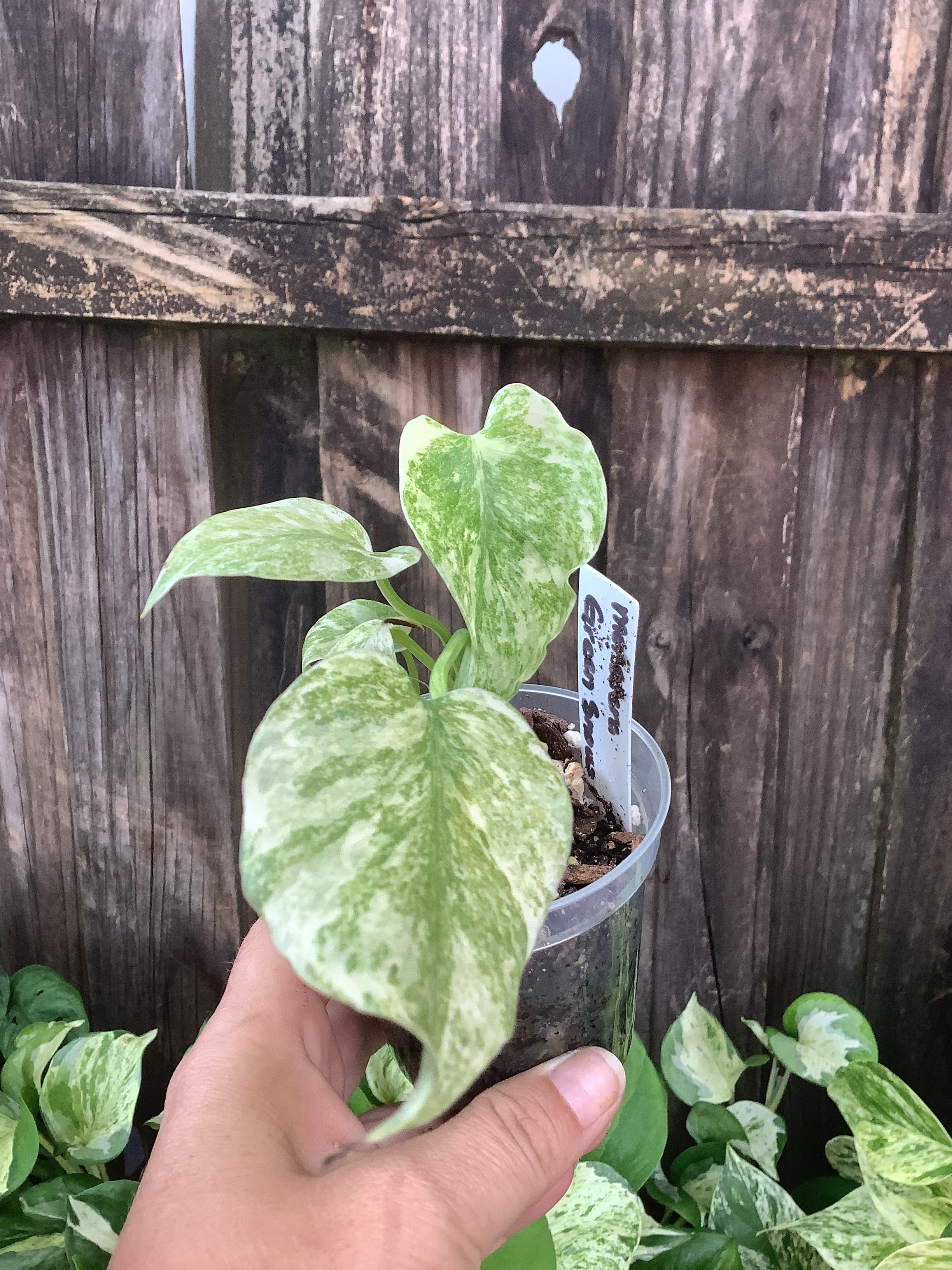 Monstera 'Green Snow' | 3" Pot