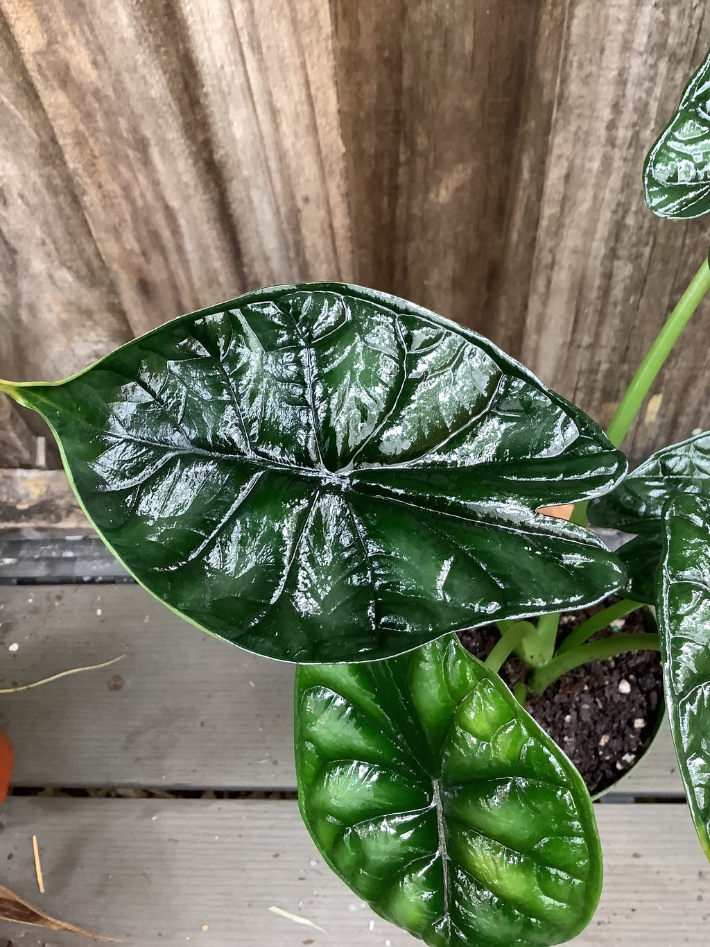 Alocasia 'Dragon Scale' | 4" Pot