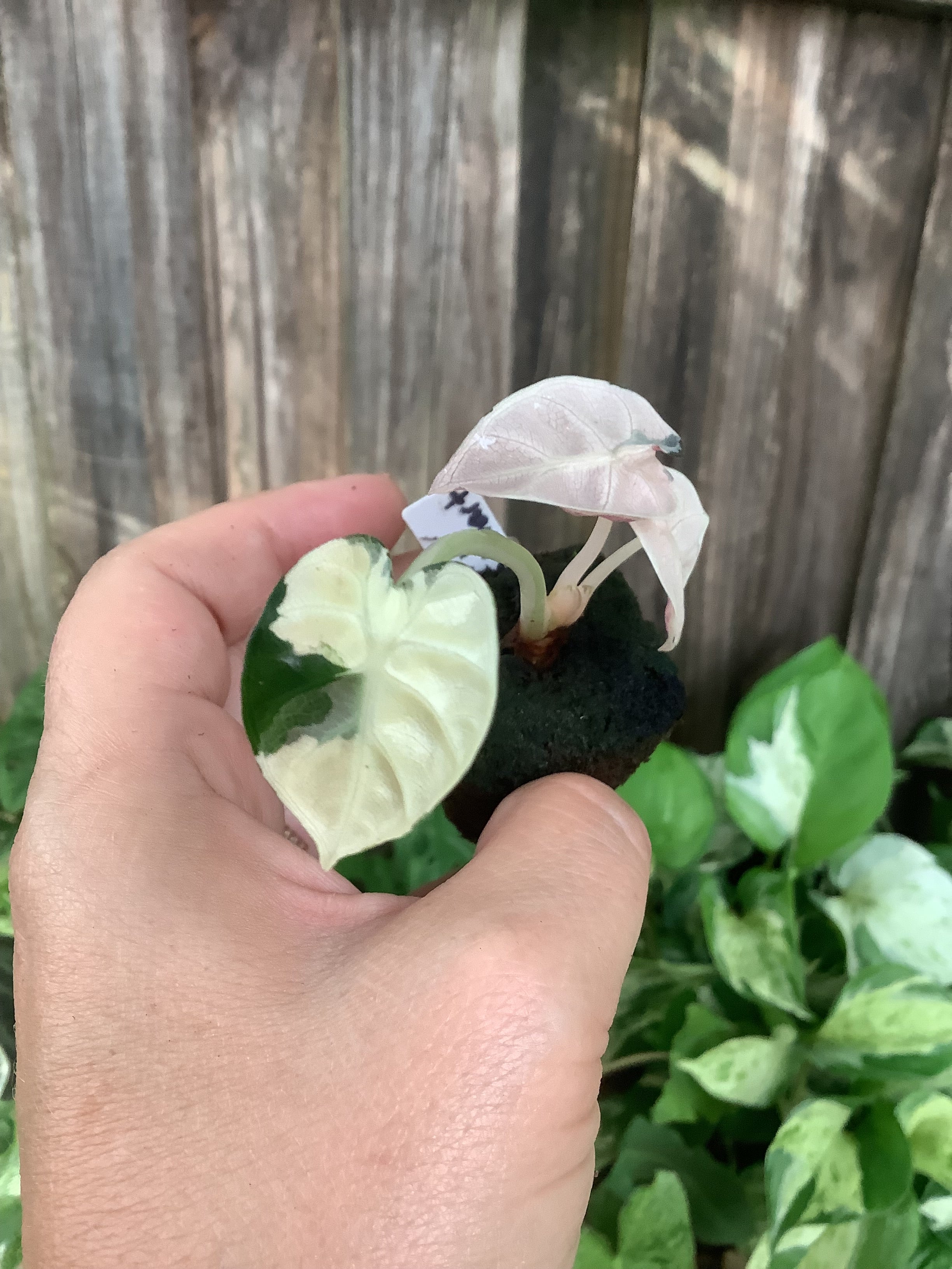 Alocasia ‘Variegated Balloon Heart Pink’ | Rooted Plug