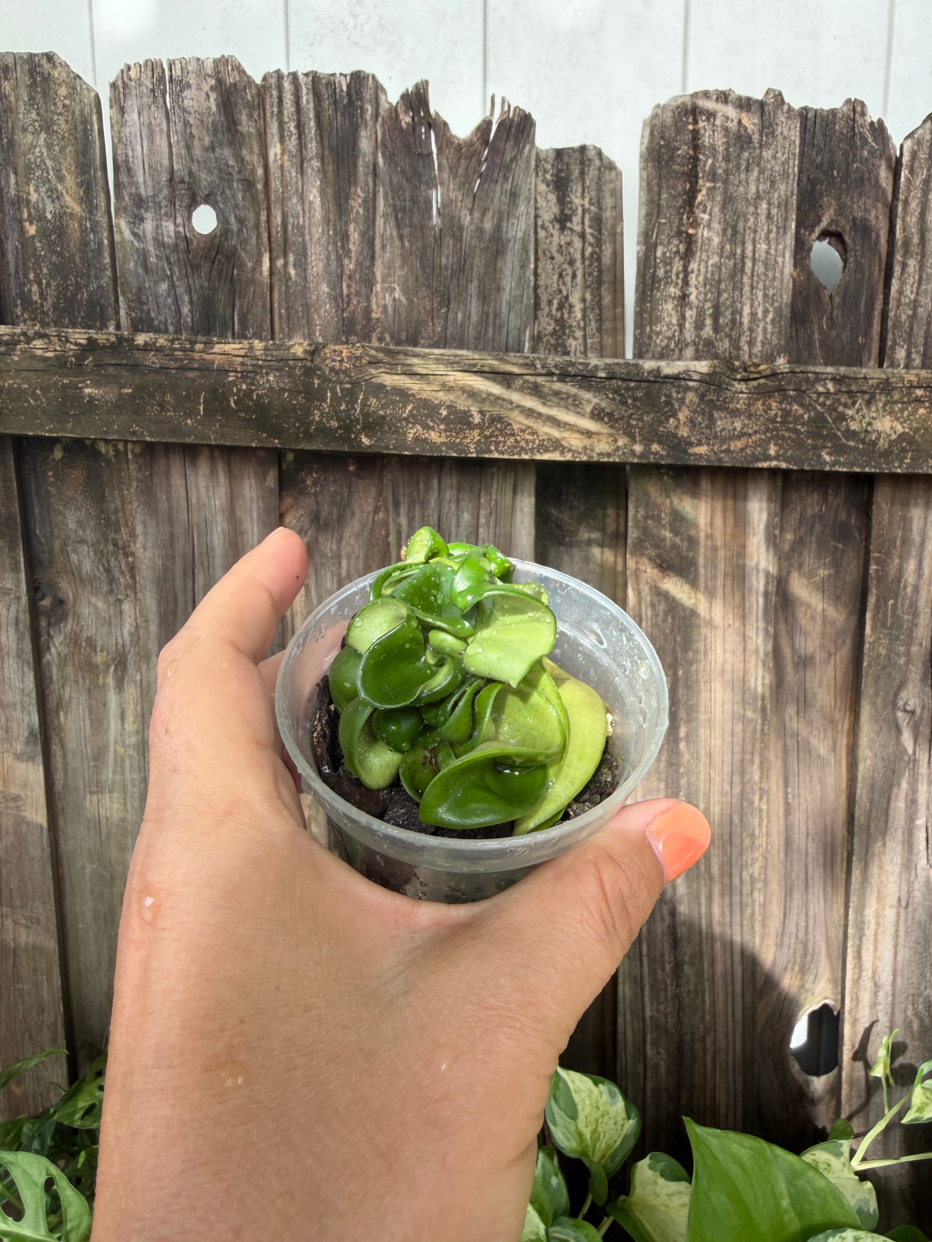 Hoya carnosa 'Compacta' (Hindu Rope Plant) | 3" Pot