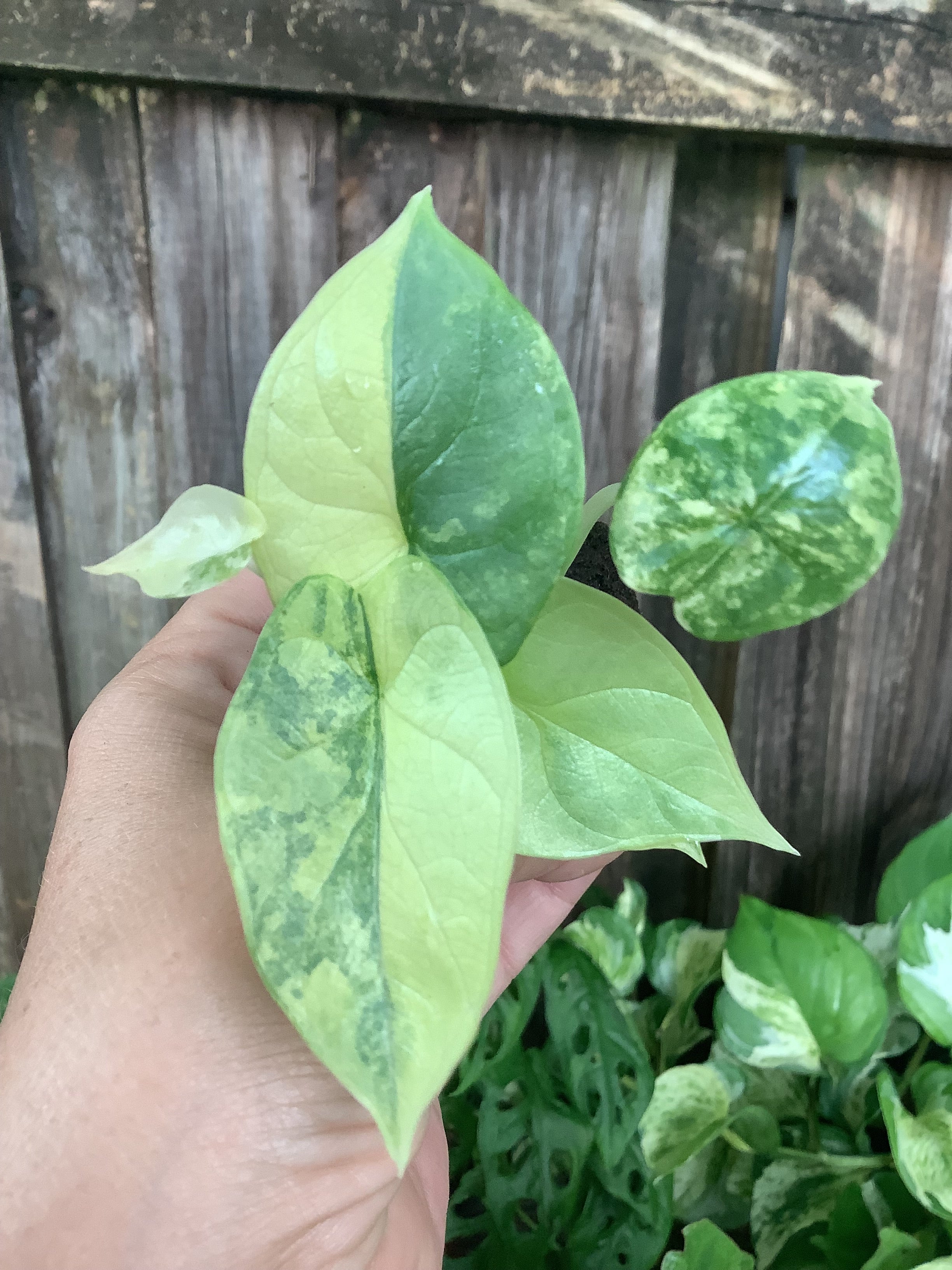 Alocasia 'Silver Dragon Aurea Variegated' | Rooted Plug