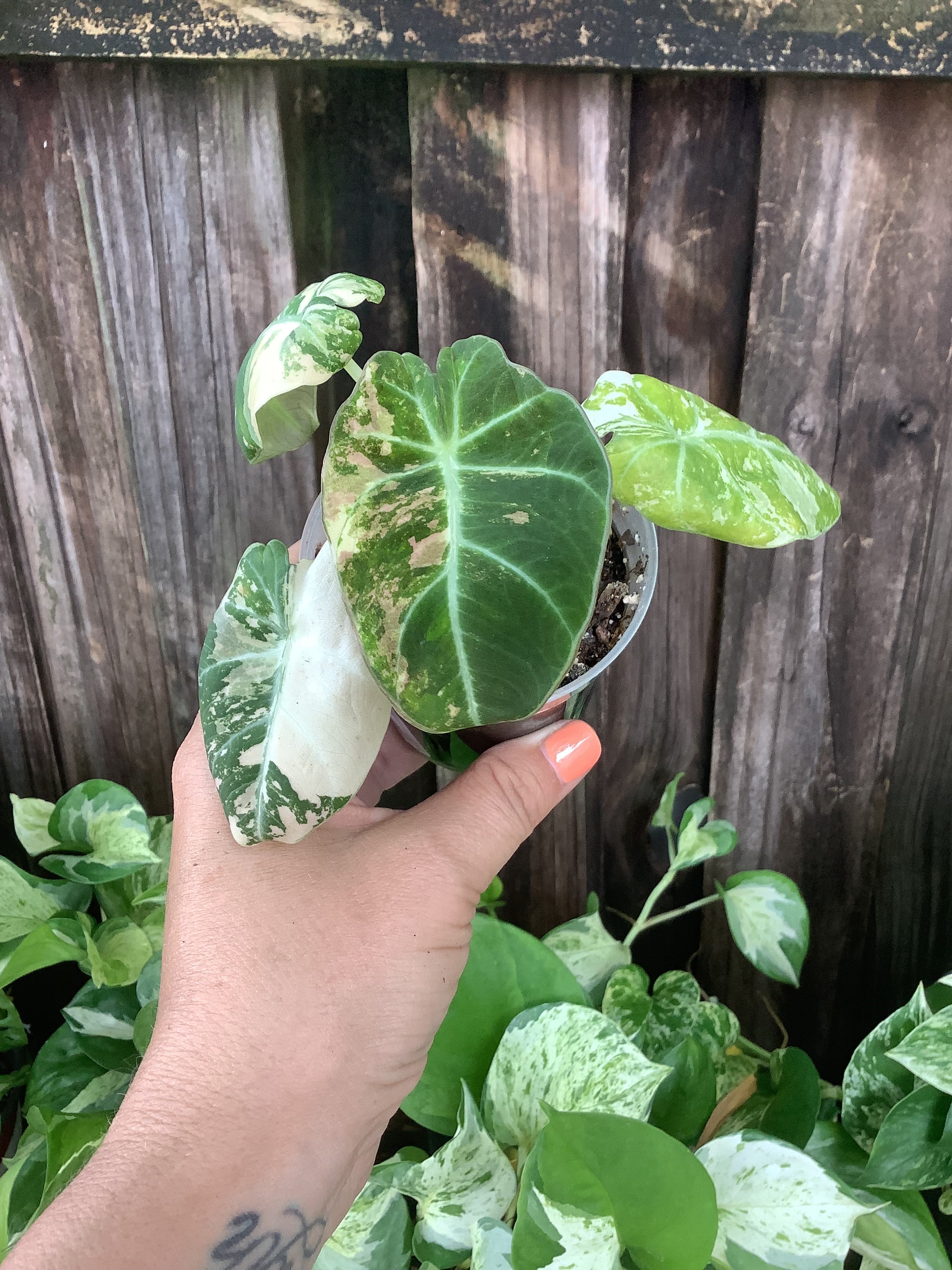 Alocasia ‘Pink Black Velvet’ | 3” Pot