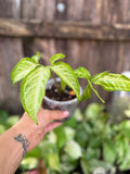 Syngonium 'Angustatum' | 4" Pot