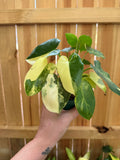 Philodendron 'Burle Marx Variegata' | 4" Pot