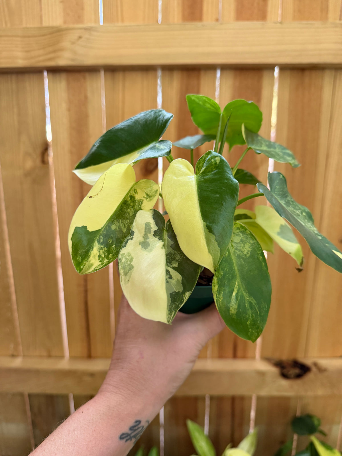 Philodendron 'Burle Marx Variegata' | 4" Pot