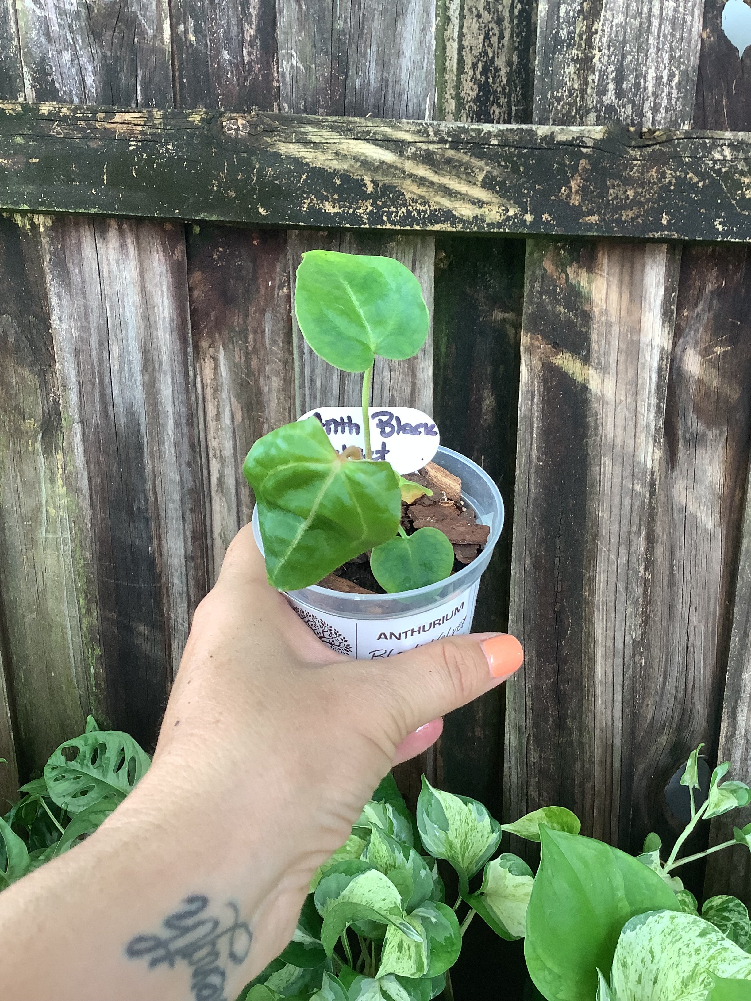 Anthurium ‘Black Velvet’ | 3” Pot