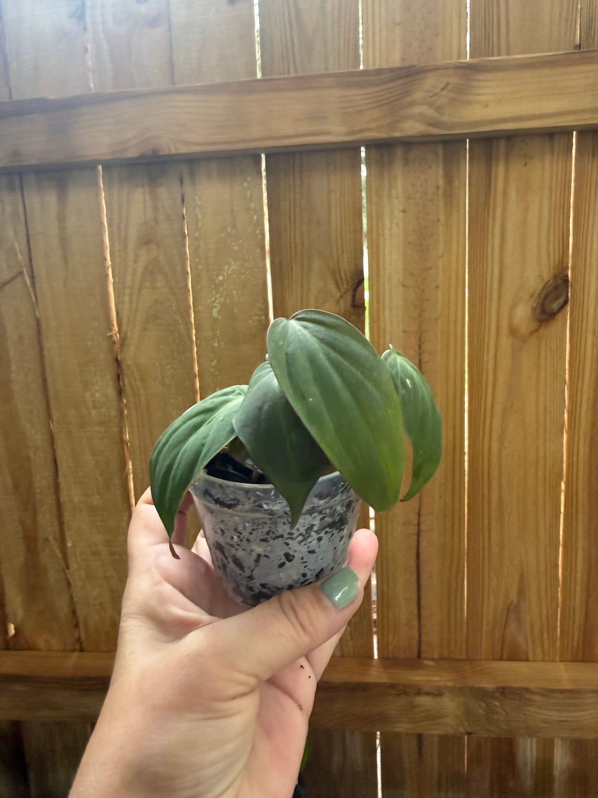 Philodendron micans | 3" Pot