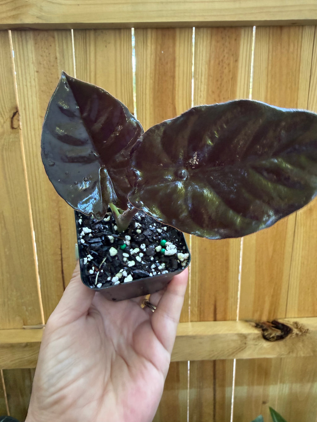 Alocasia ‘Black Magic’ | 3" Pot