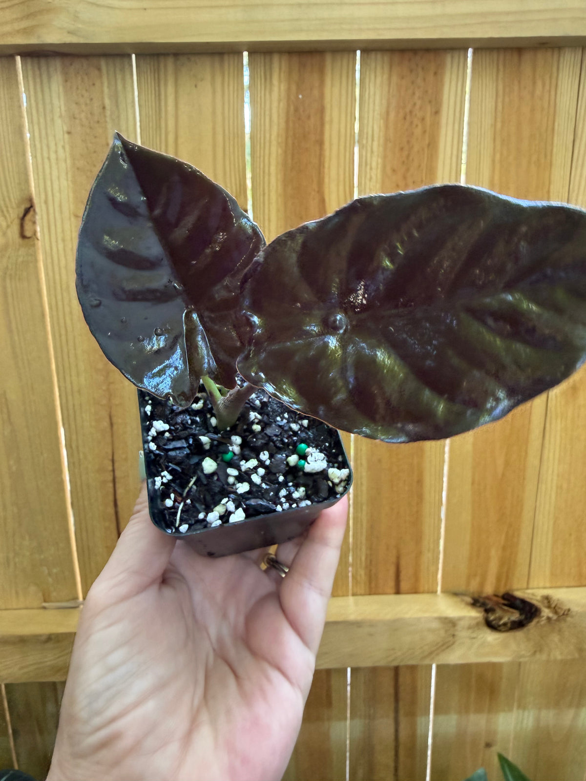 Alocasia ‘Black Magic’ | 3" Pot
