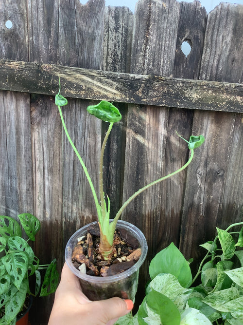Alocasia 'Teletubby' | 4" Pot