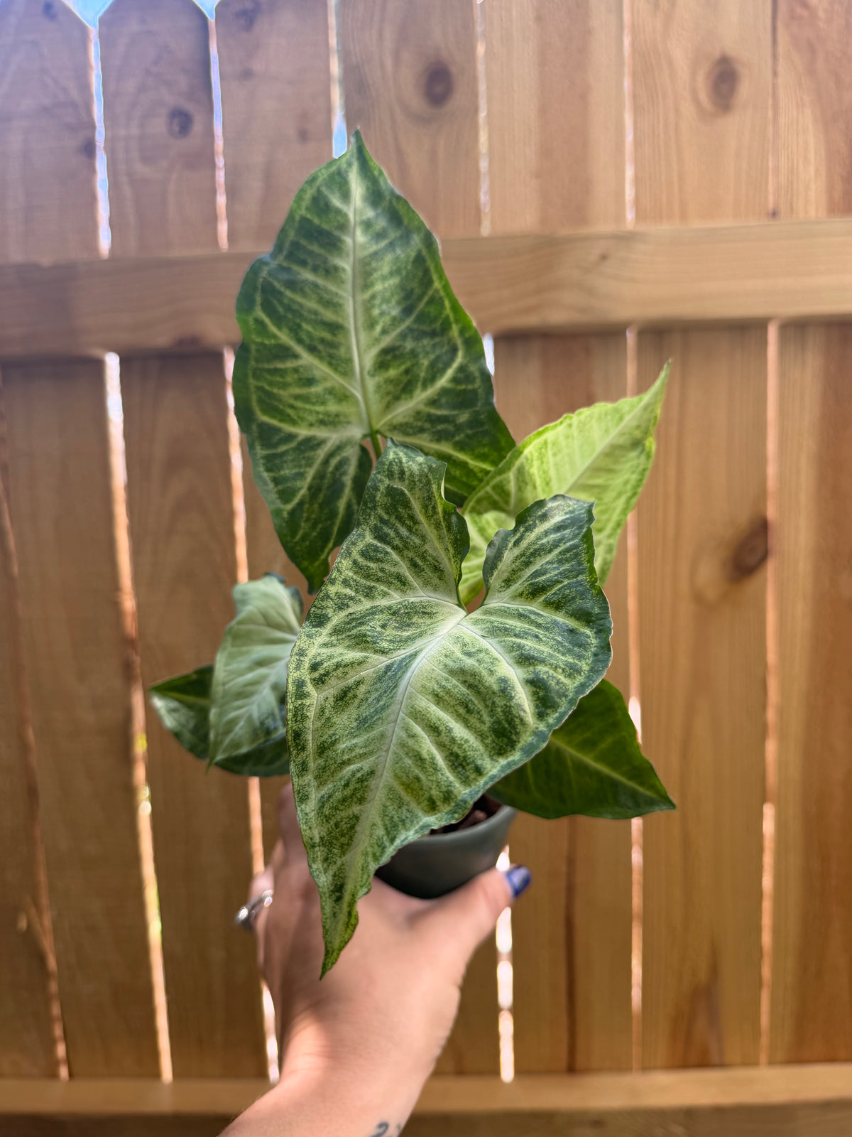 Syngonium ‘Batik’ | 4” Pot
