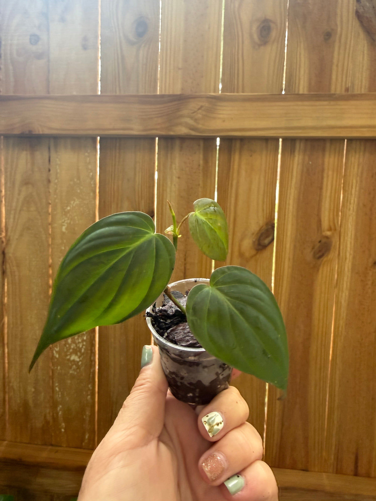Philodendron hederaceum ‘Micans’ | 2" Pot