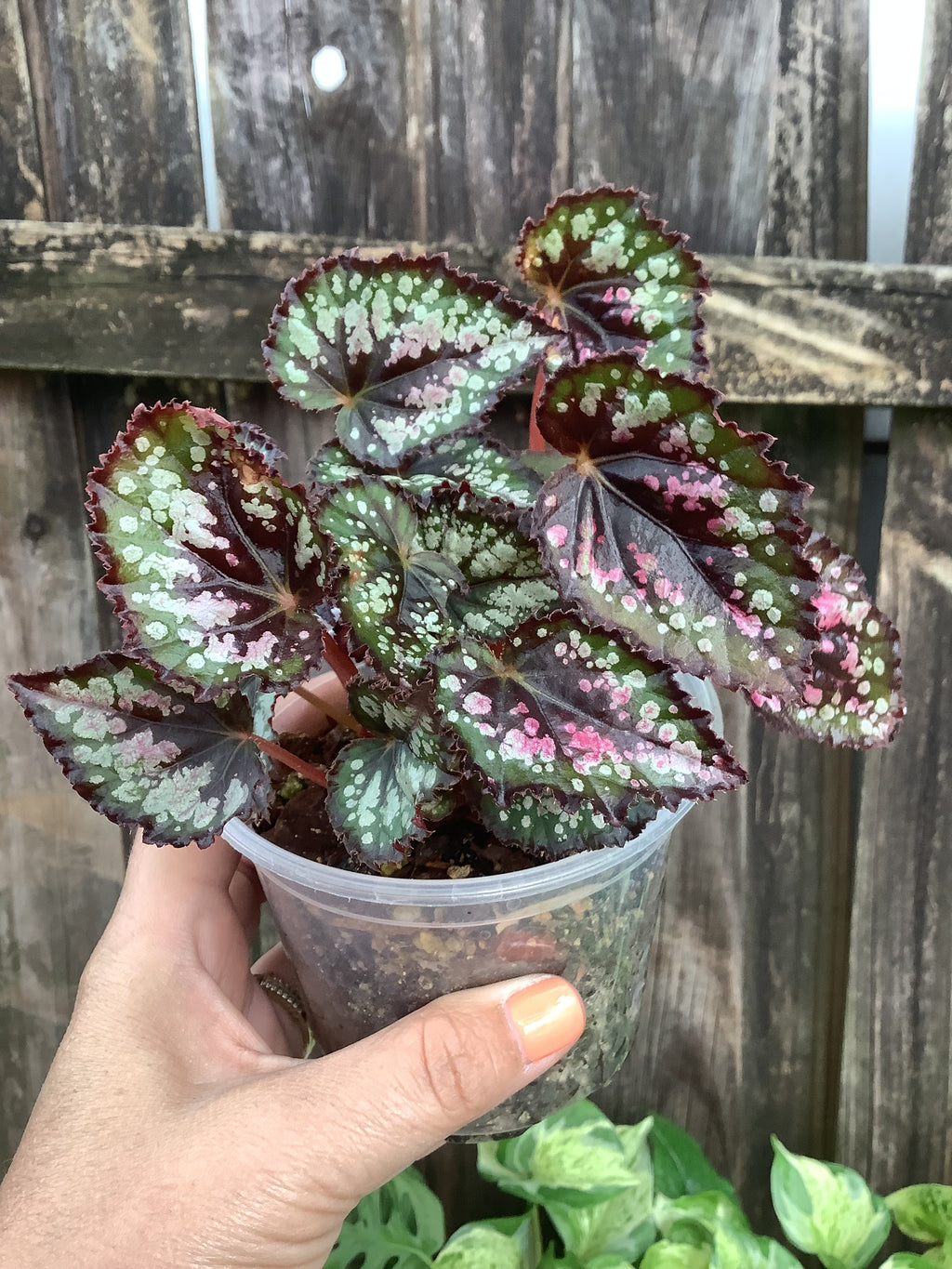 Begonia Rex | 3" Pot