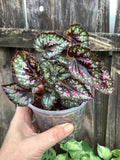 Begonia Rex | 3" Pot