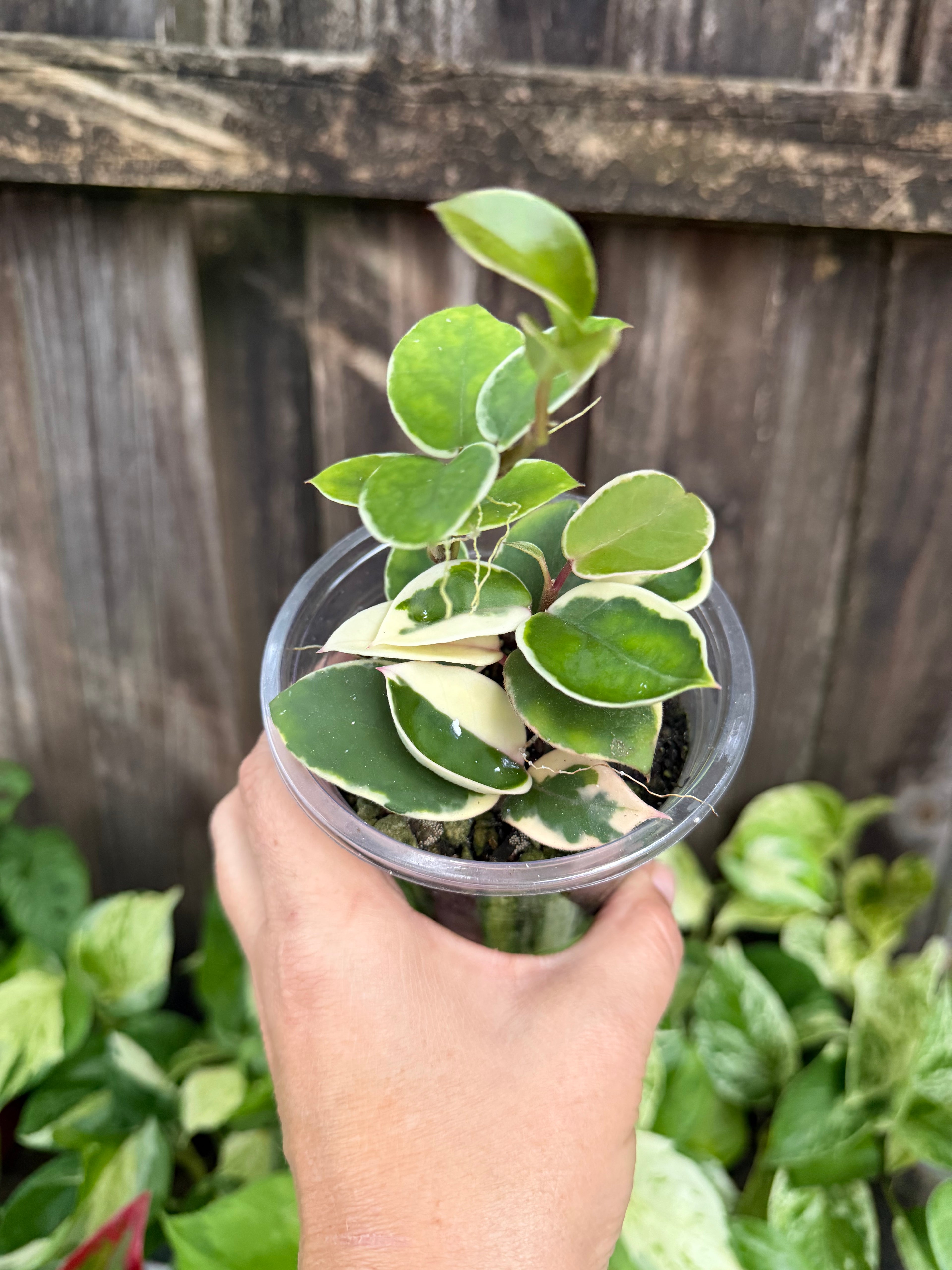 Hoya carnosa 'Crimson Queen' | 4" Pot