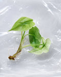 Alocasia ‘Pink Polly Mint’ | Tissue Culture