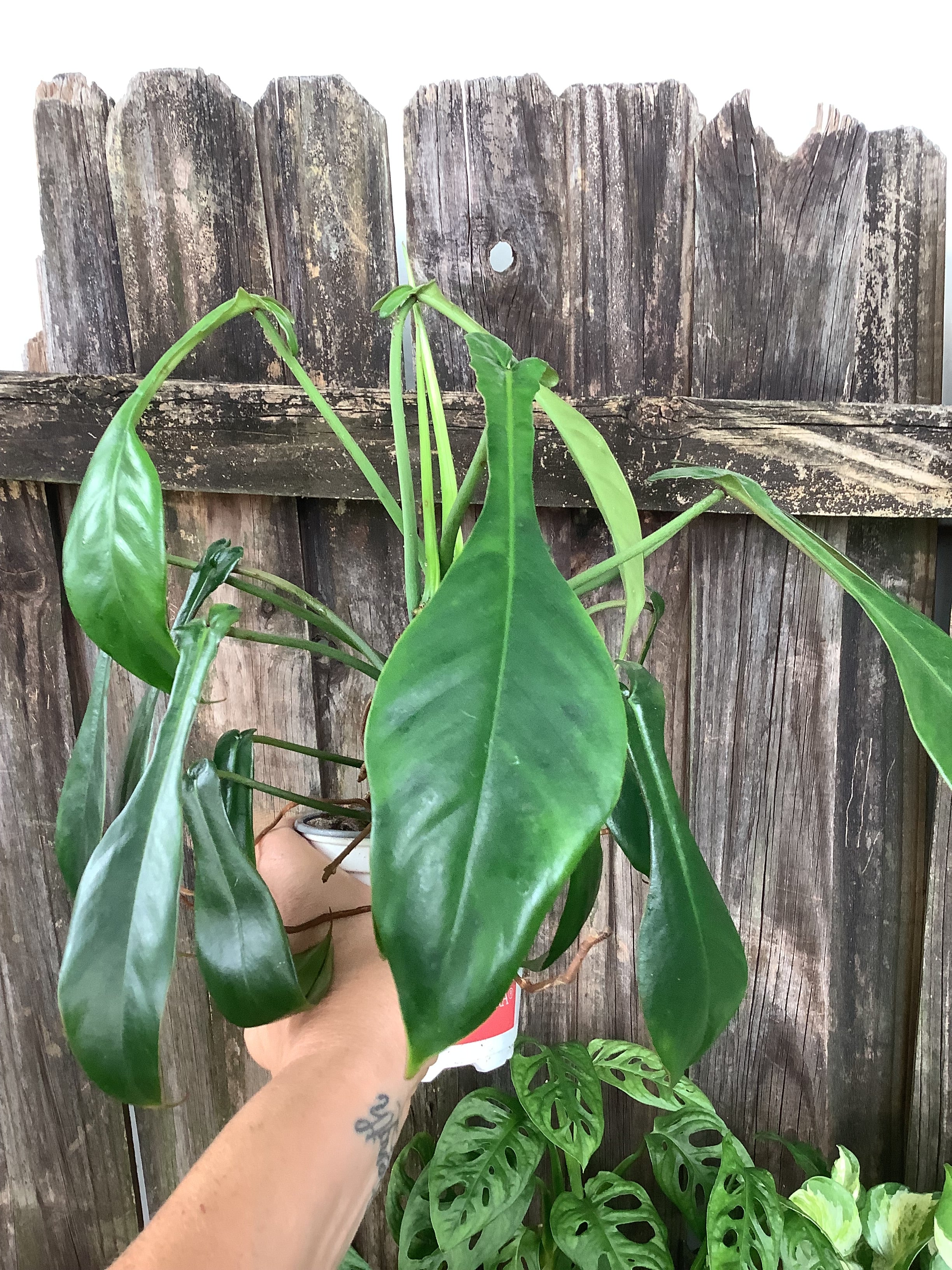 Philodendron 'Joepii' | 4" Pot