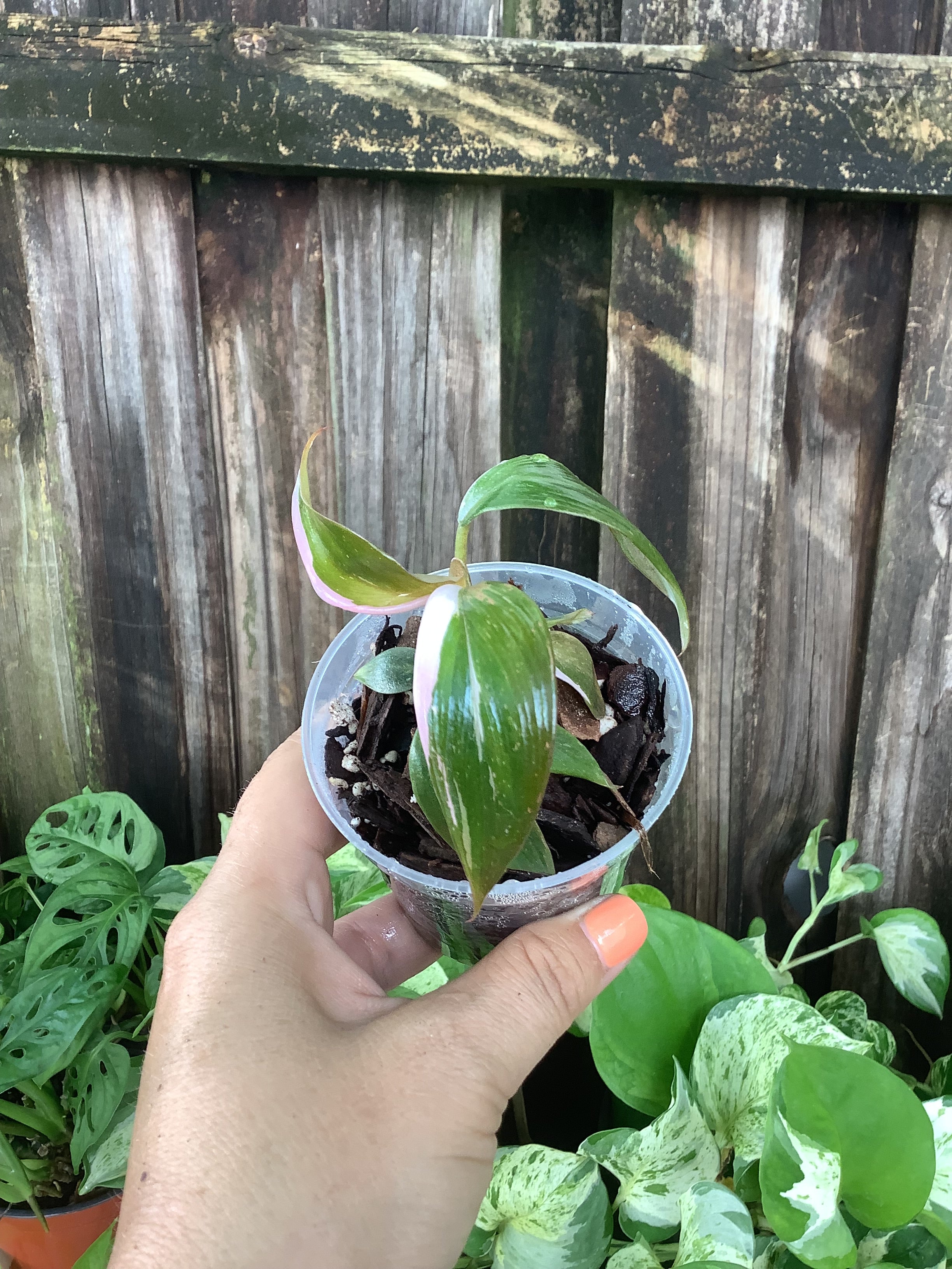 Philodendron 'Pink Princess' | 3" Pot