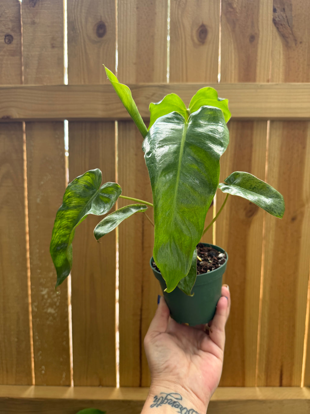 Philodendron ‘Paraiso Verde’ | 4" Pot
