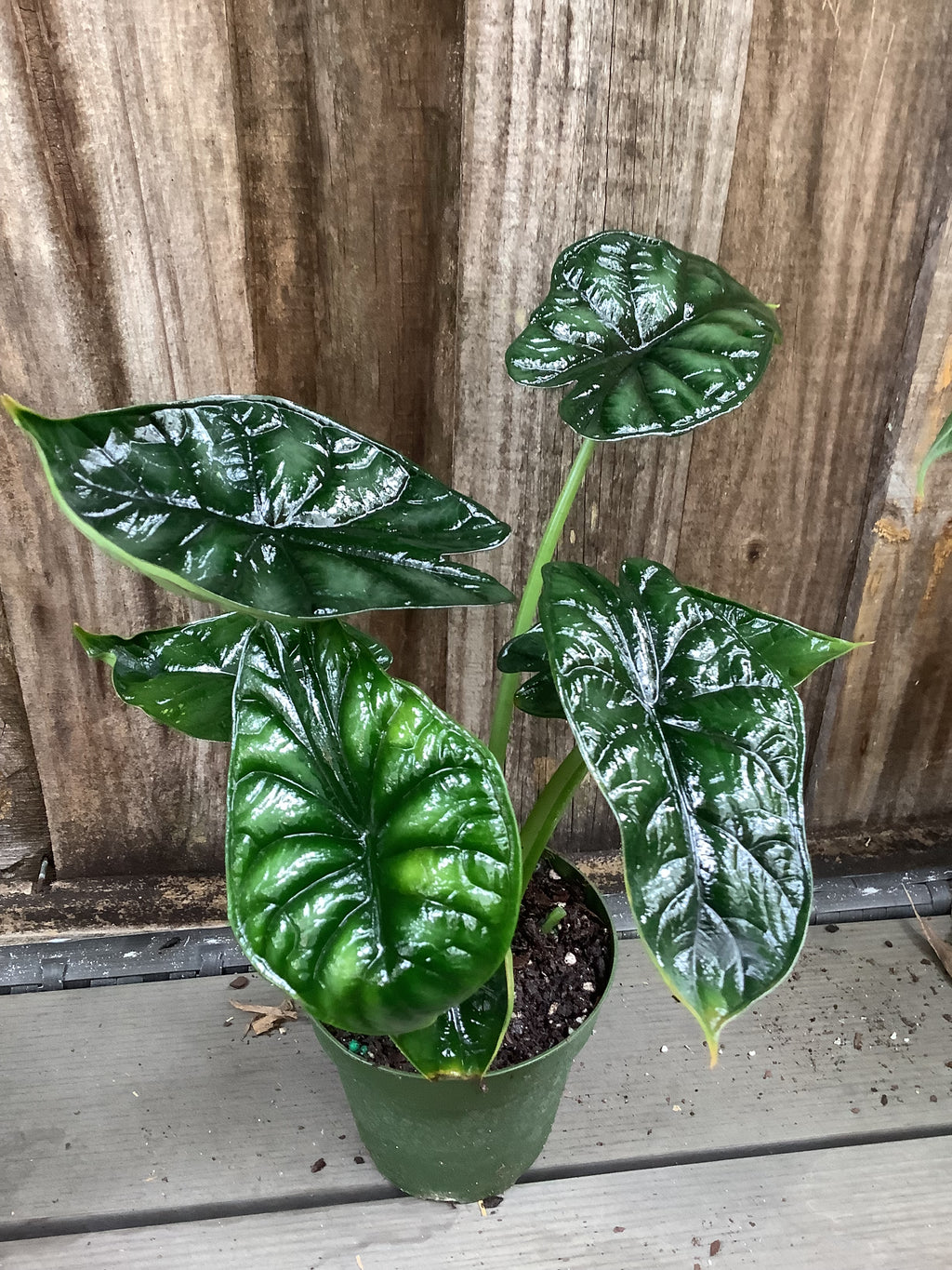 Alocasia 'Dragon Scale' | 4" Pot